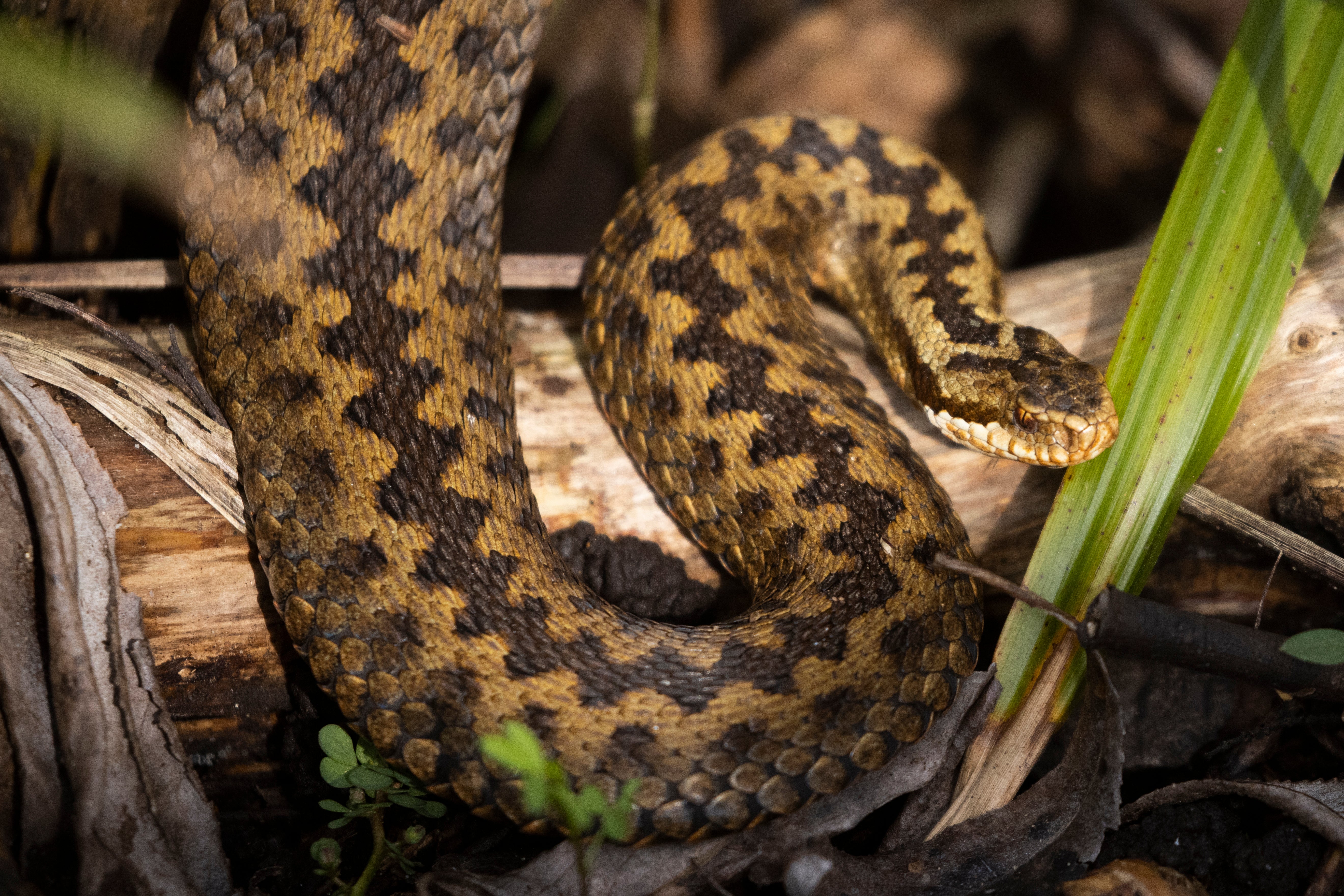 An adder in its enclosure at the Wildwood Trust in Canterbury, England