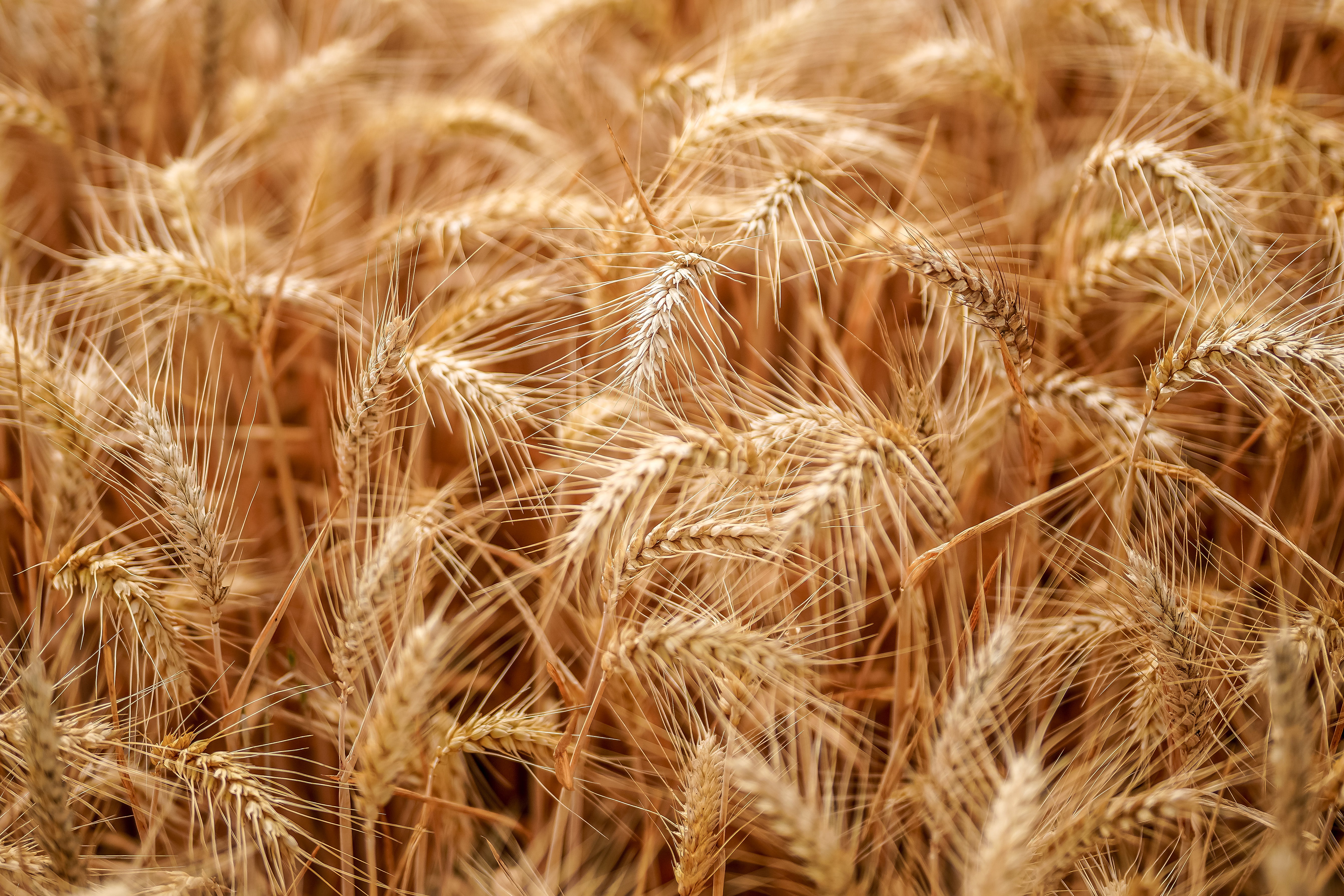 The AHDB report also highlighted considerable variation across the country, with average wheat yields ranging from 3.9 tonnes per hectare to 11.5 tonnes per hectare depending on the farm and region. (Getty)