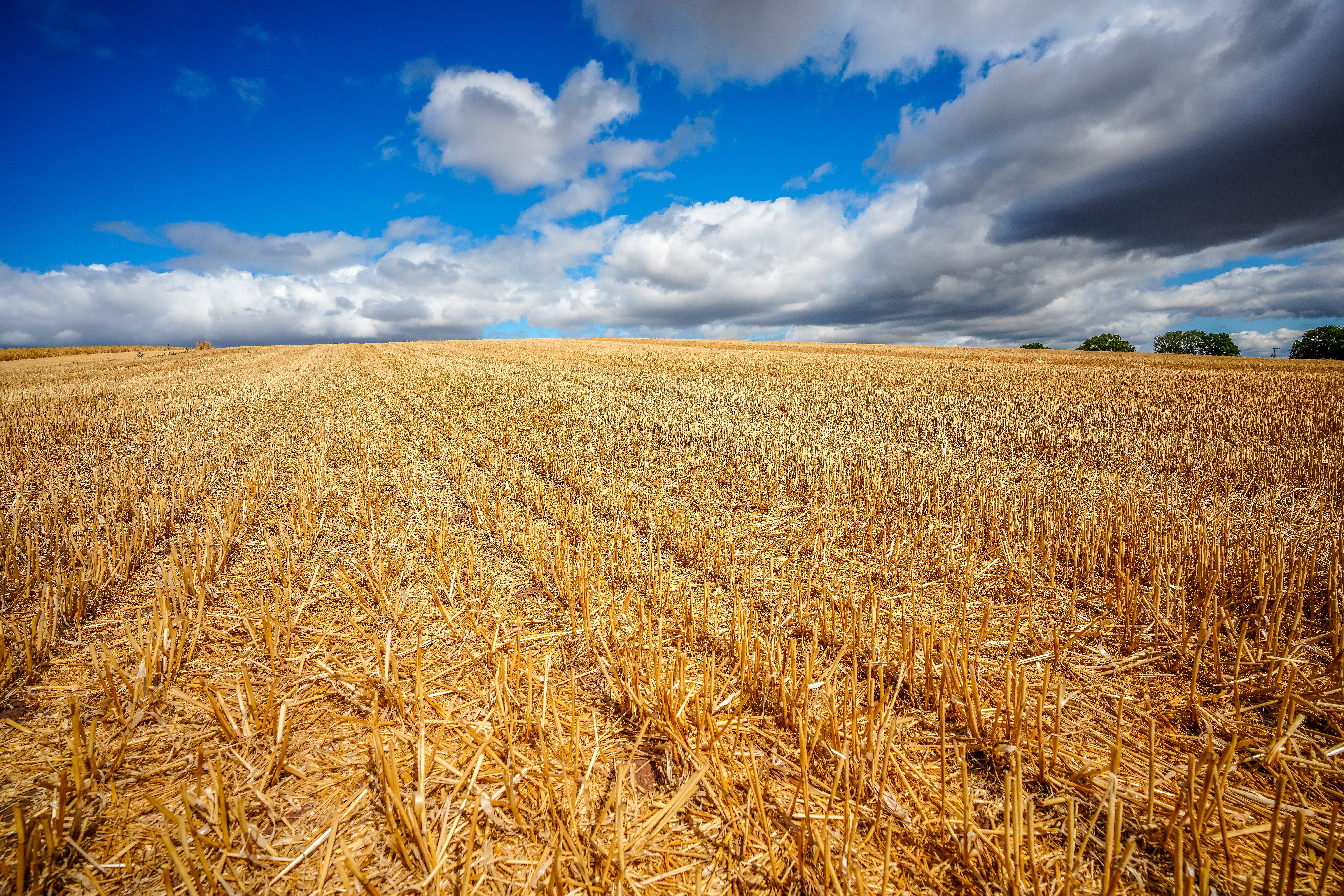 With the winter wheat harvest now complete, the report showed average yields edged up to 6.9 tonnes per hectare as harvest progressed in Scotland and northern England, reaching slightly above the 6.8 tonnes per hectare predicted in August (Getty)