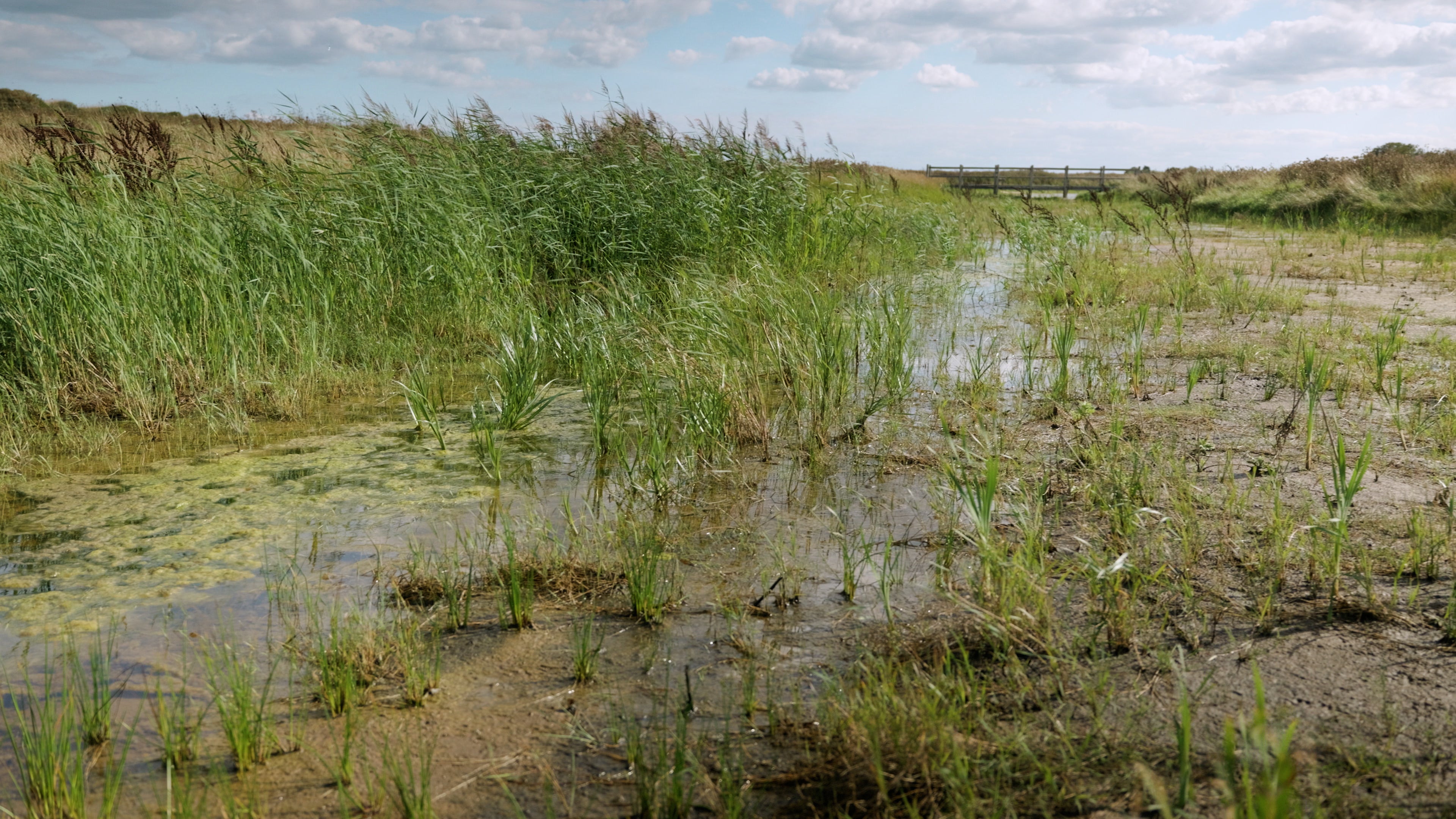 National Trust has spent six years of planning, consultation and habitat creation to turn the landscape of fairways and greens into a mosaic of wetlands, grassland and coastal scrub