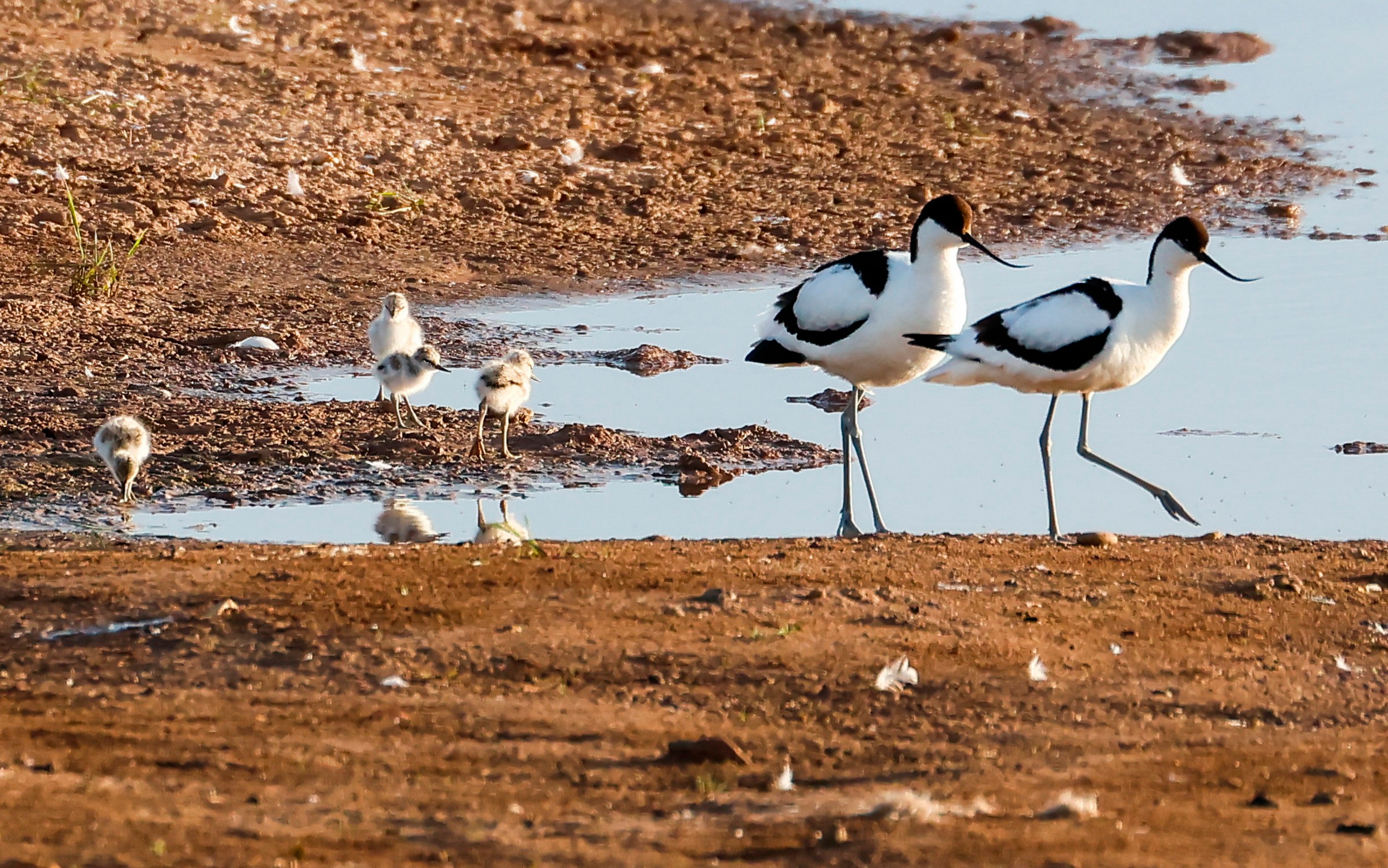 Avocets at the new wetlands at Sandilands on the Lincolnshire coast