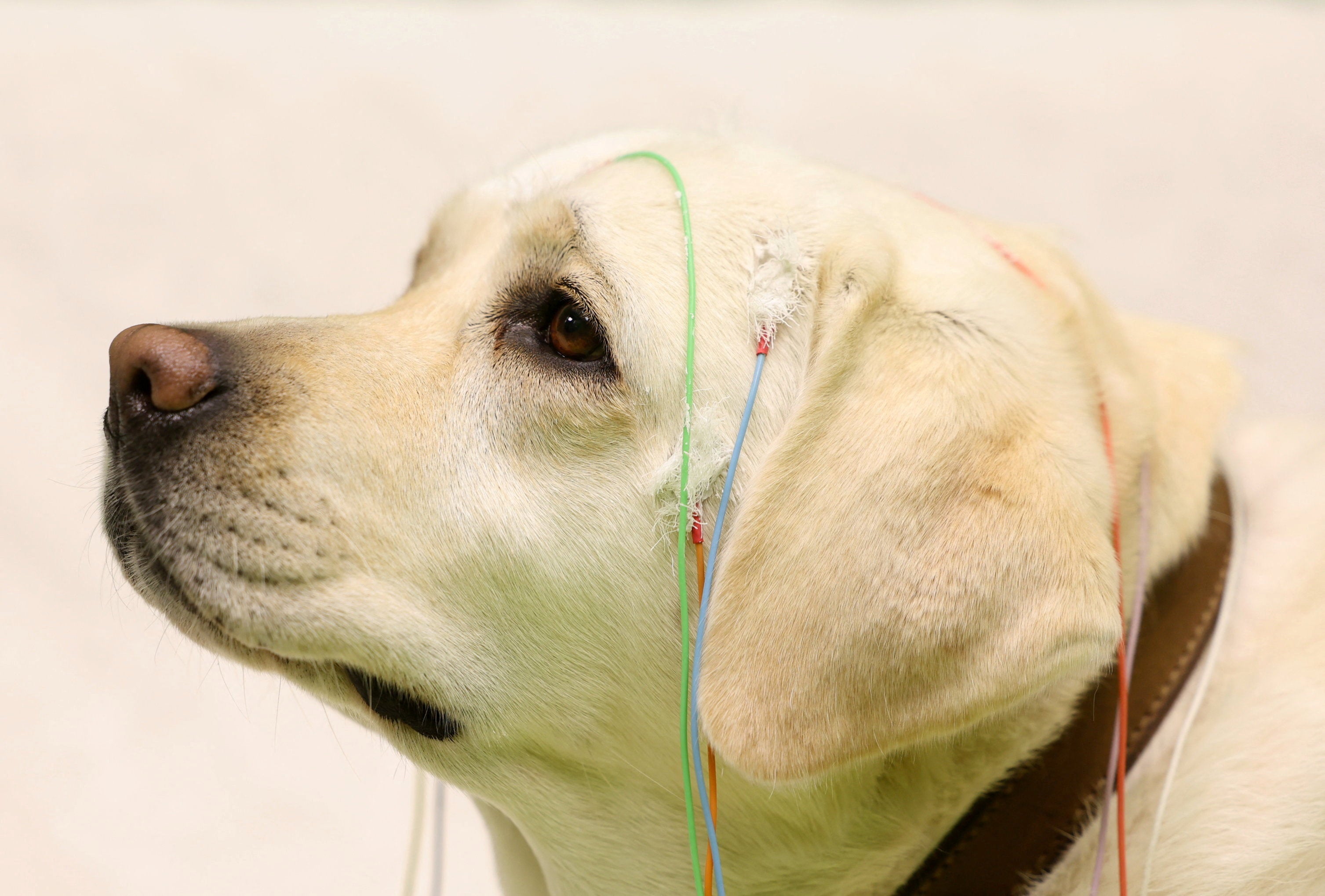 An electroencephalography, or EEG, measures electrical activity in the dog’s brain