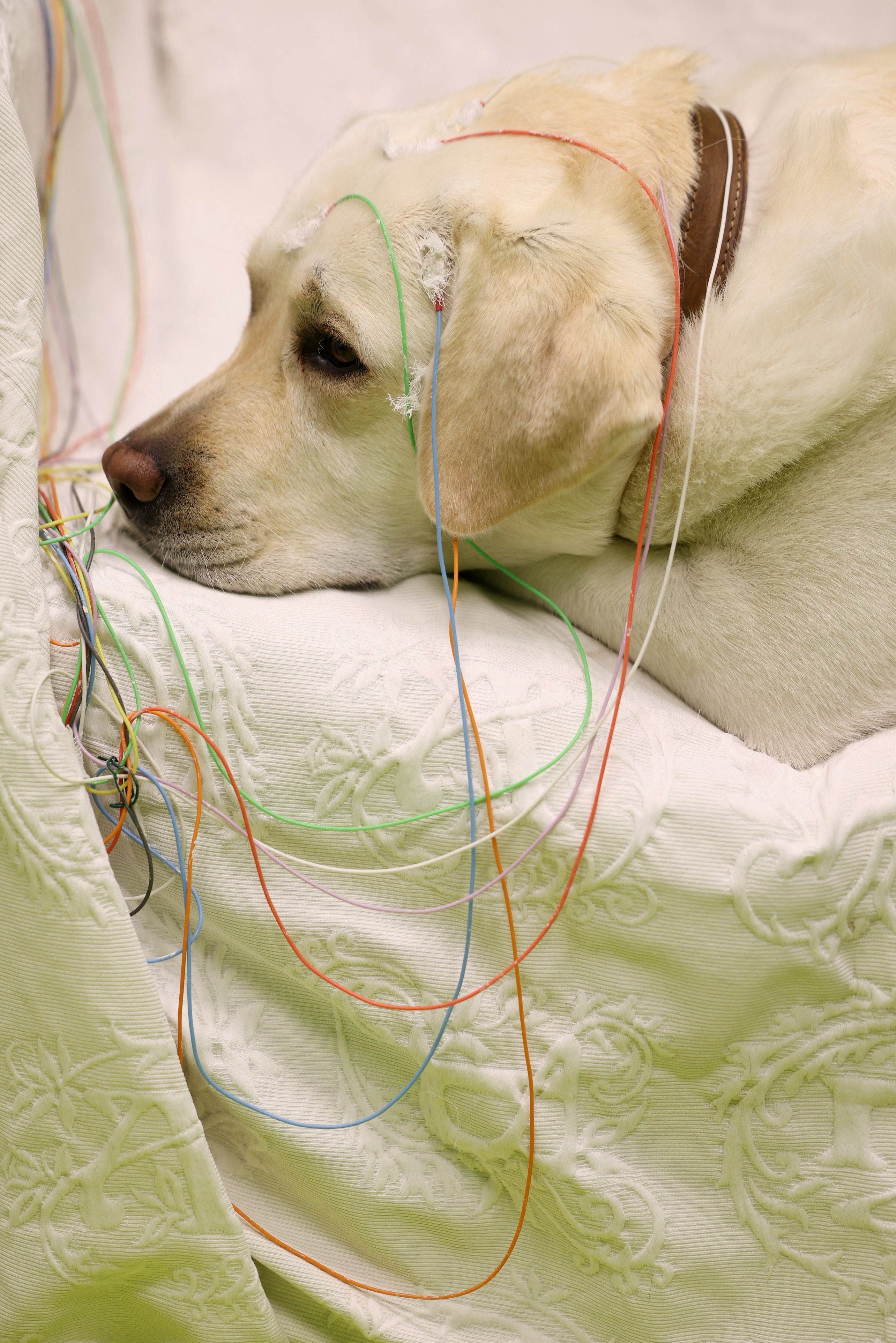 The test shows that dogs are able to process speech in a way previously known only in humans