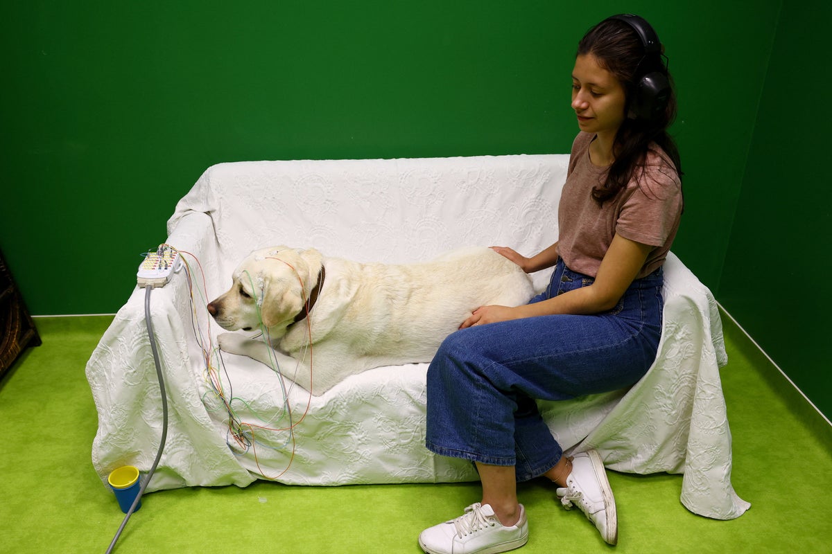 Scientists reveal how dogs decode what humans are saying