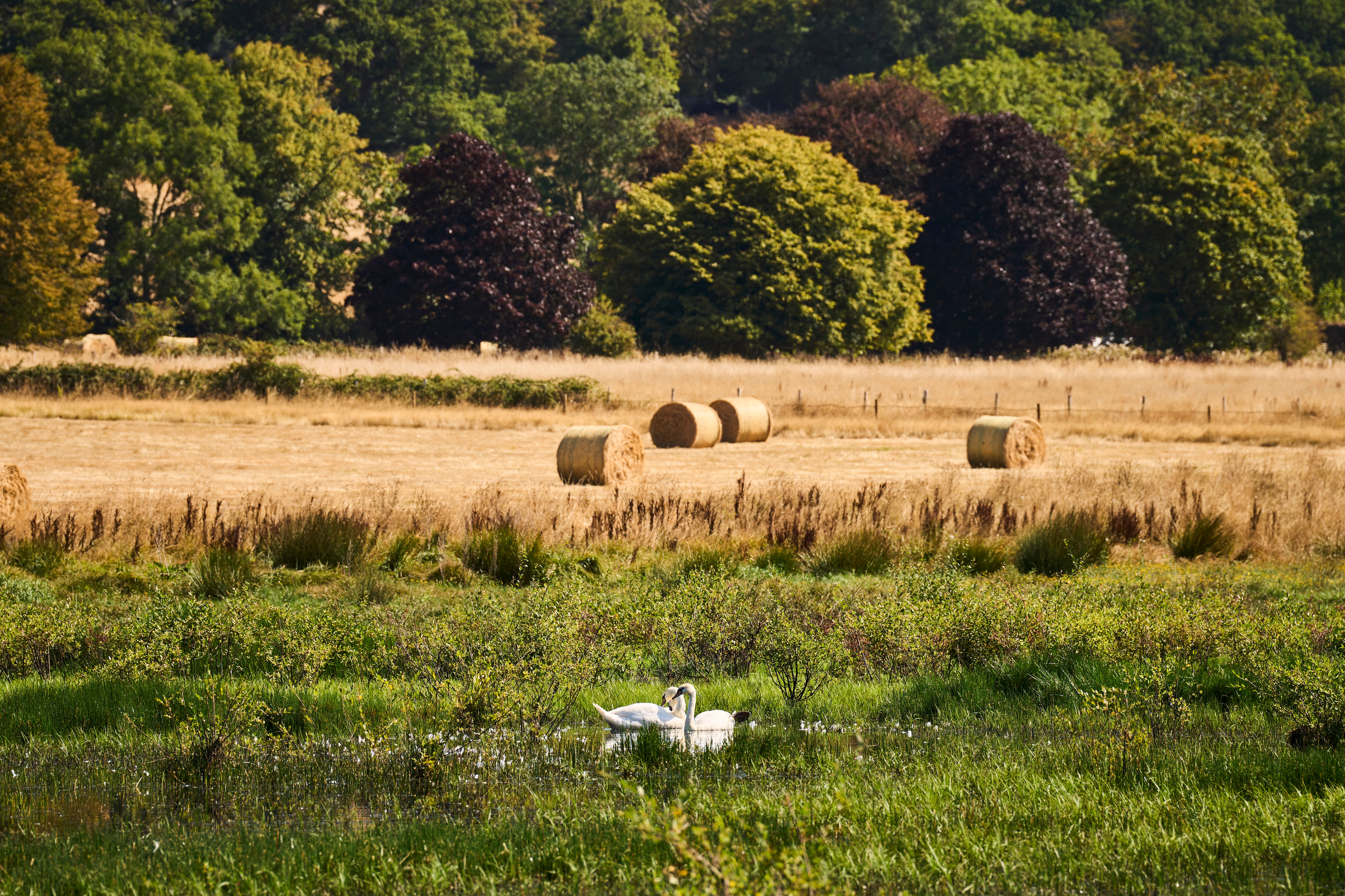 independent.co.uk - Mathilde Grandjean - How heatwave and drought hammered British farming crops this summer