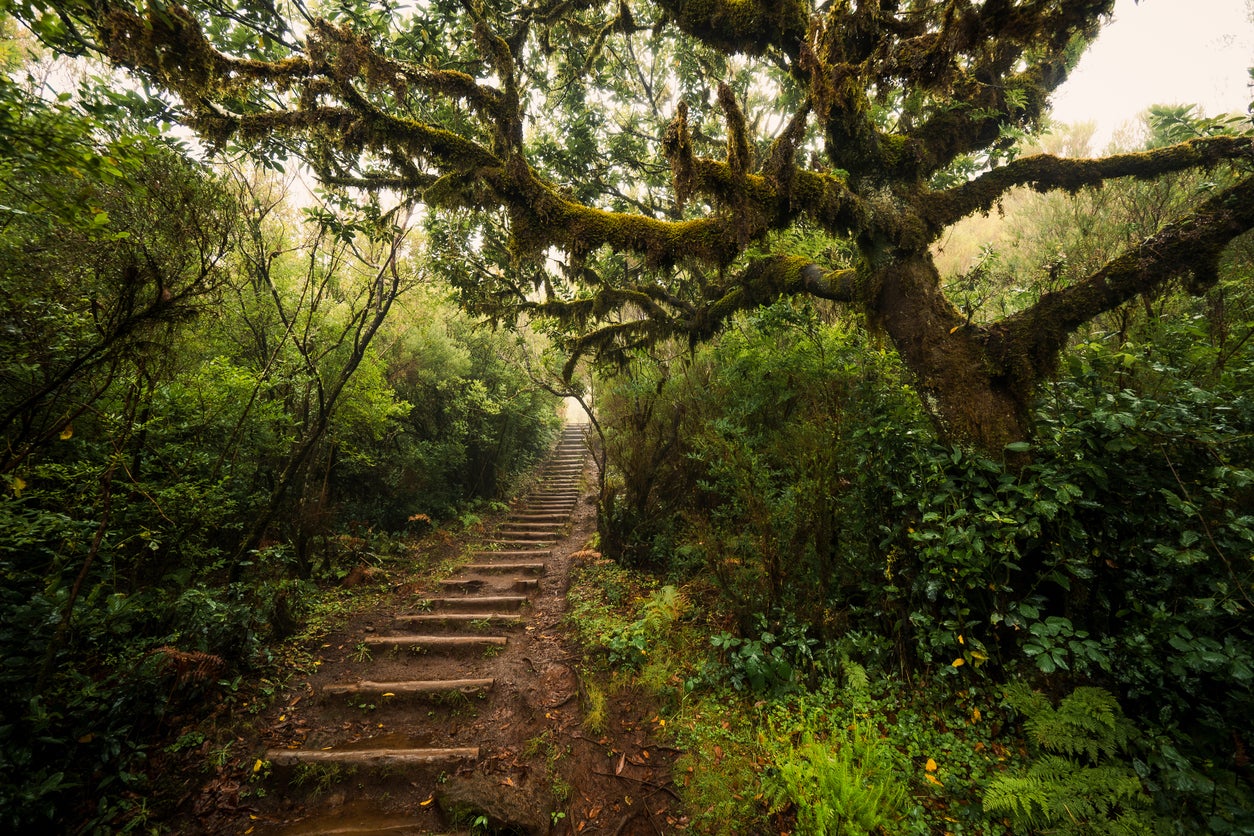 Fanal forest is particularly atmospheric