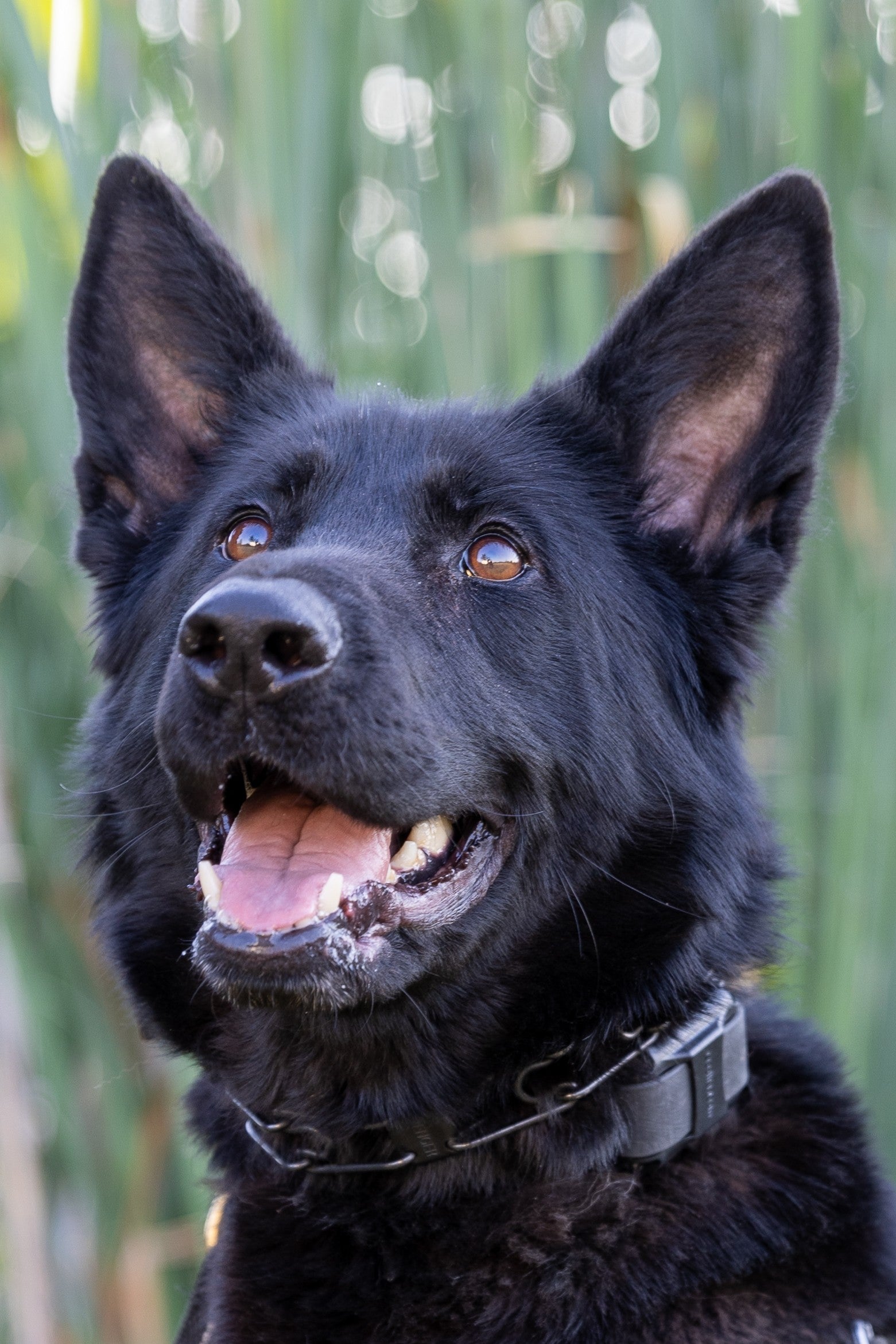 Leni, a police dog for the Gresham Police Department, died unexpectedly on September 21