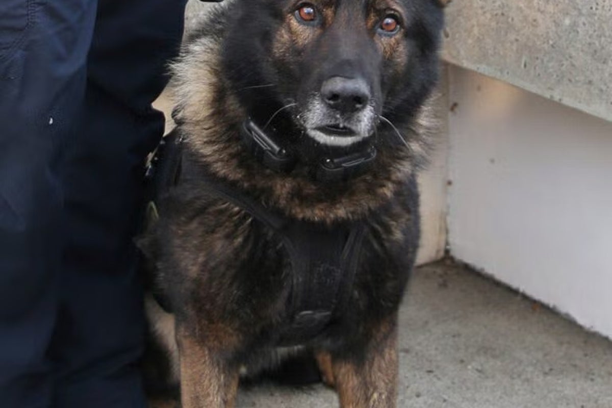 Police K-9 shot and killed on its final shift before retirement