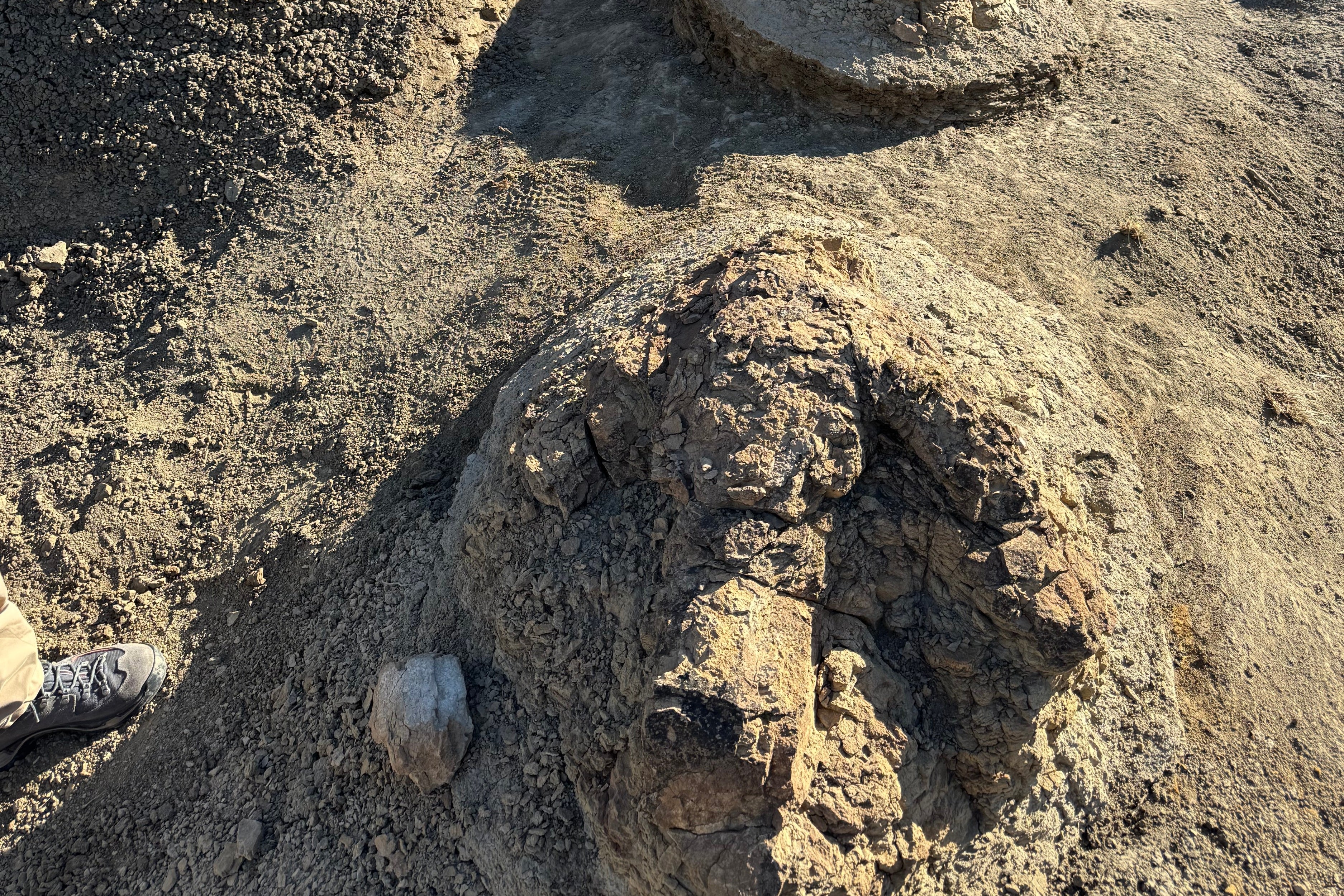 The footprints measure roughly 3 feet in length (Denver Museum of Nature & Science)
