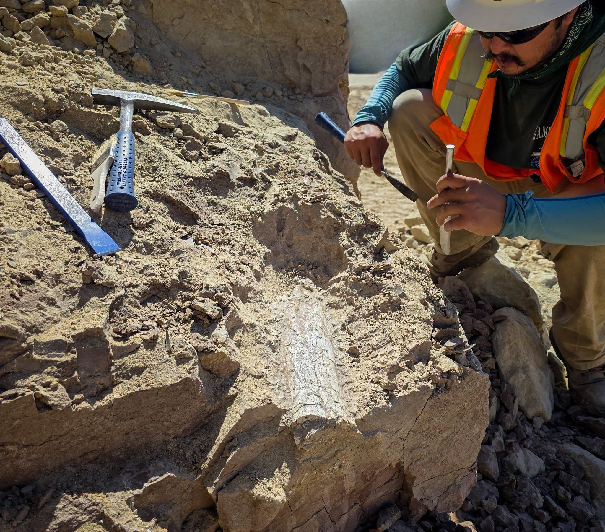 Workers found the fossils 12 feet deep, and the findings included a femur and other limb bones