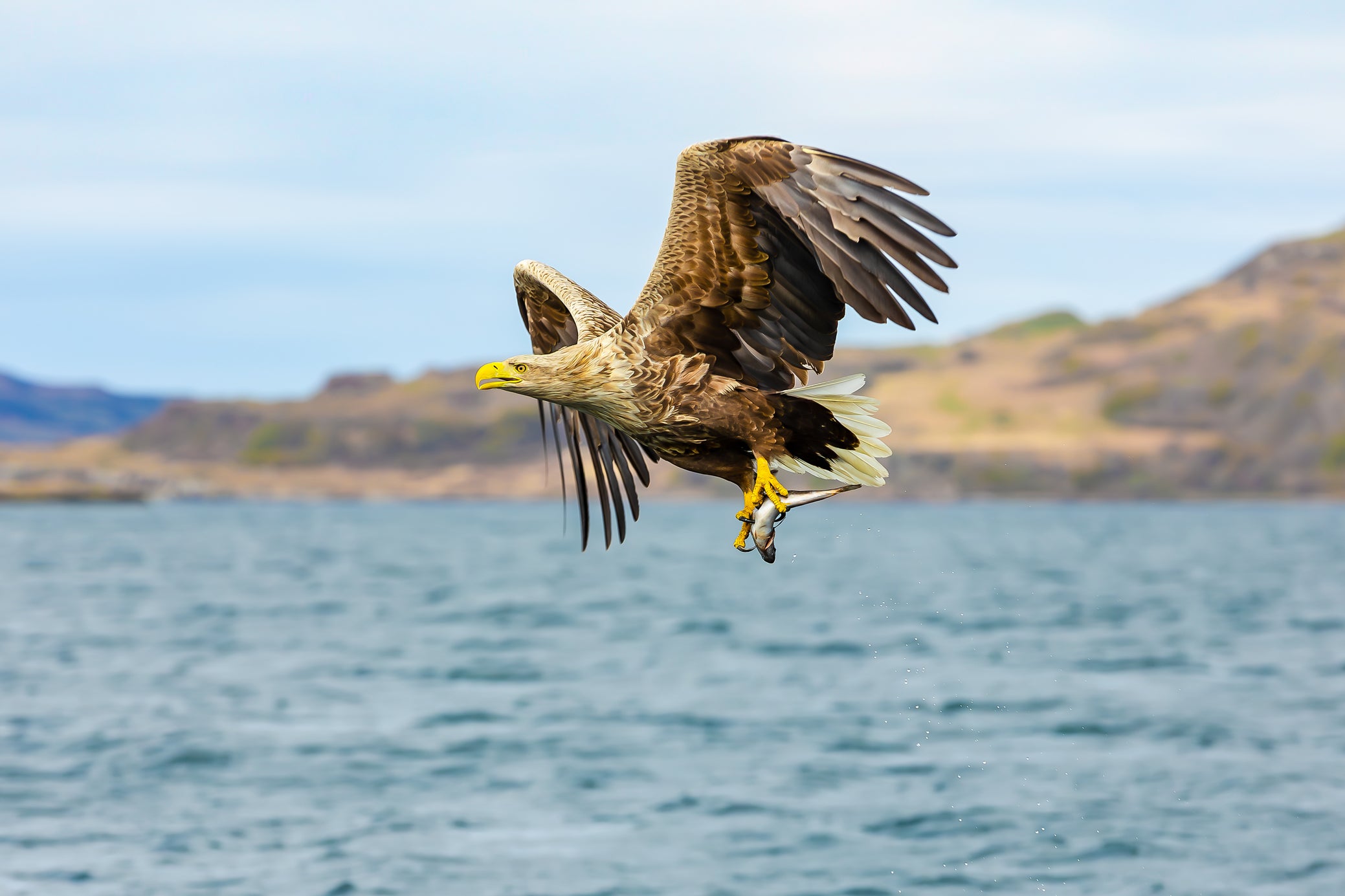 The Scottish islands are home to some spectacular wildlife, including white-tailed sea eagles (Getty Images / iStockPhoto)