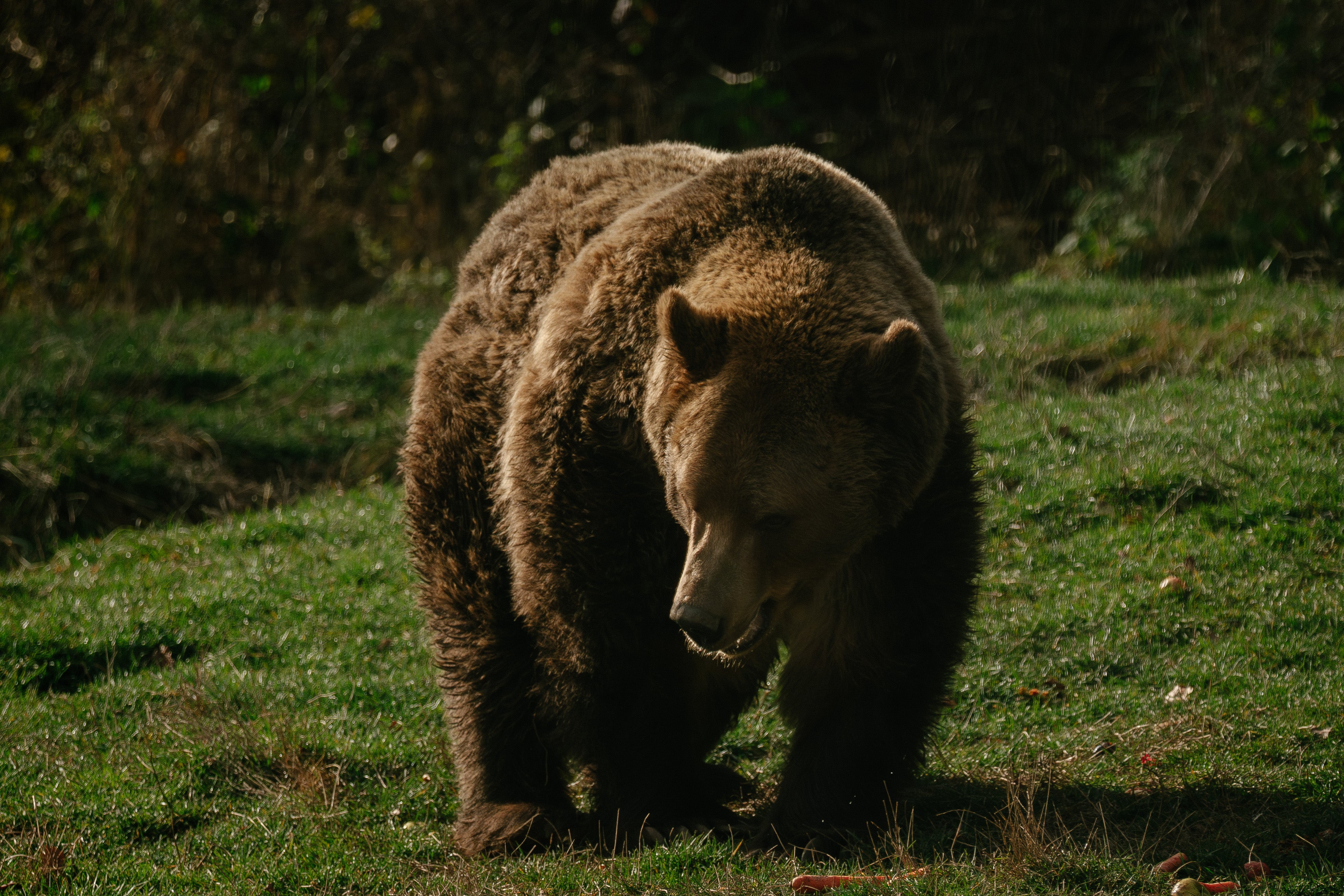 Bear attacks have led to seven deaths in a Russian region over the past month