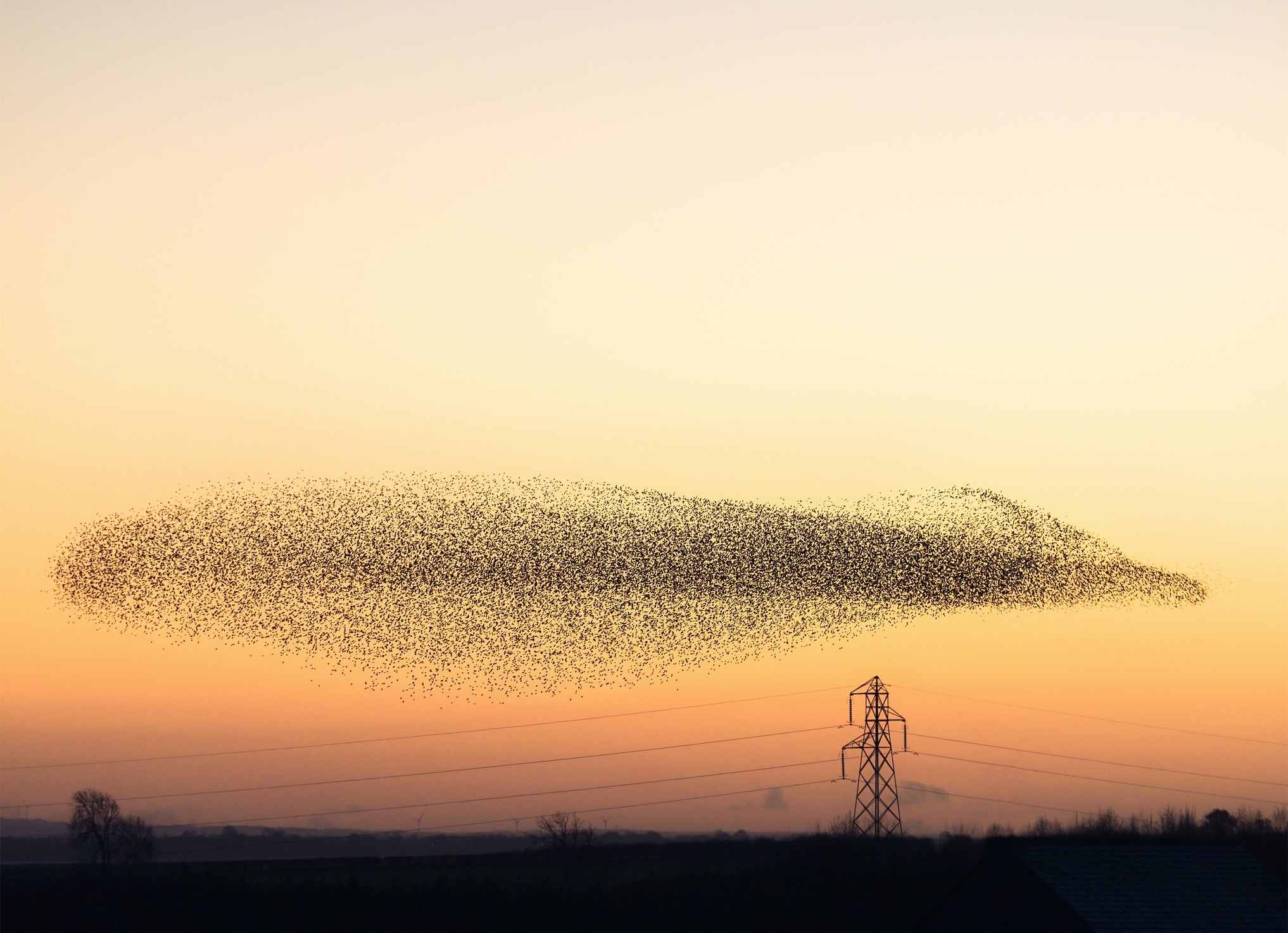 A starling murmuration first inspired Eloise