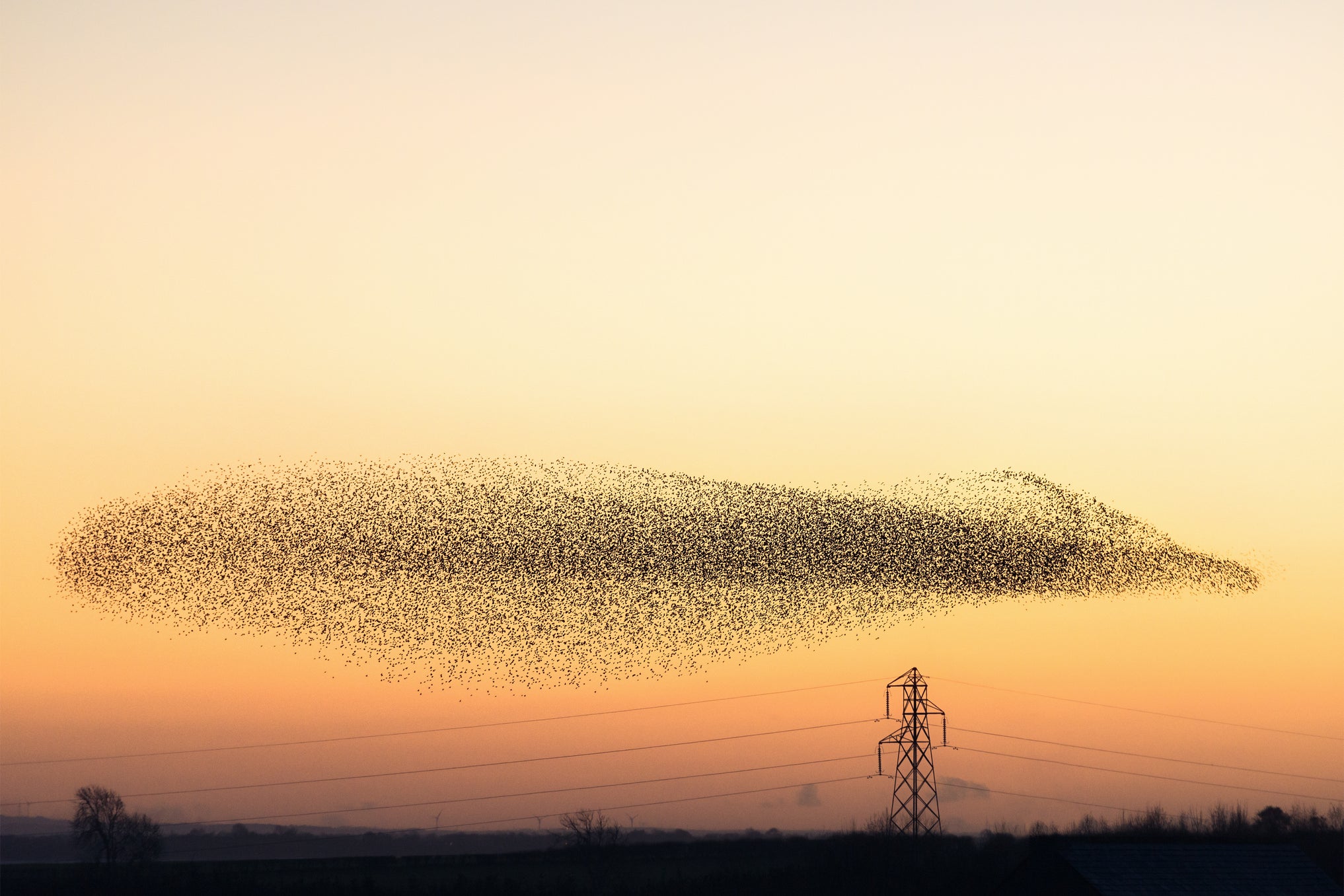 A starling murmuration first inspired Eloise (Getty Images / iStockPhotos)