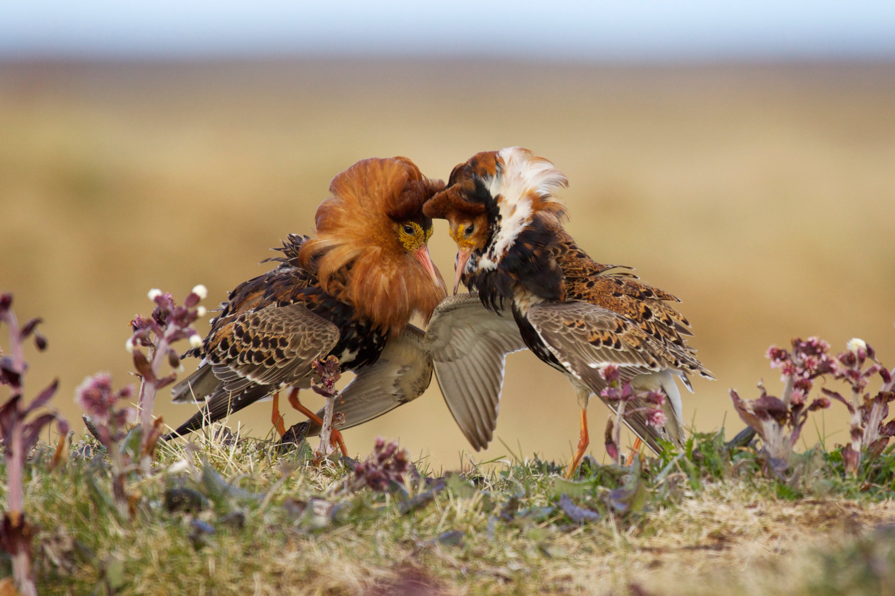 Ruffs in their breeding plumage (Getty Images/iStockphoto)