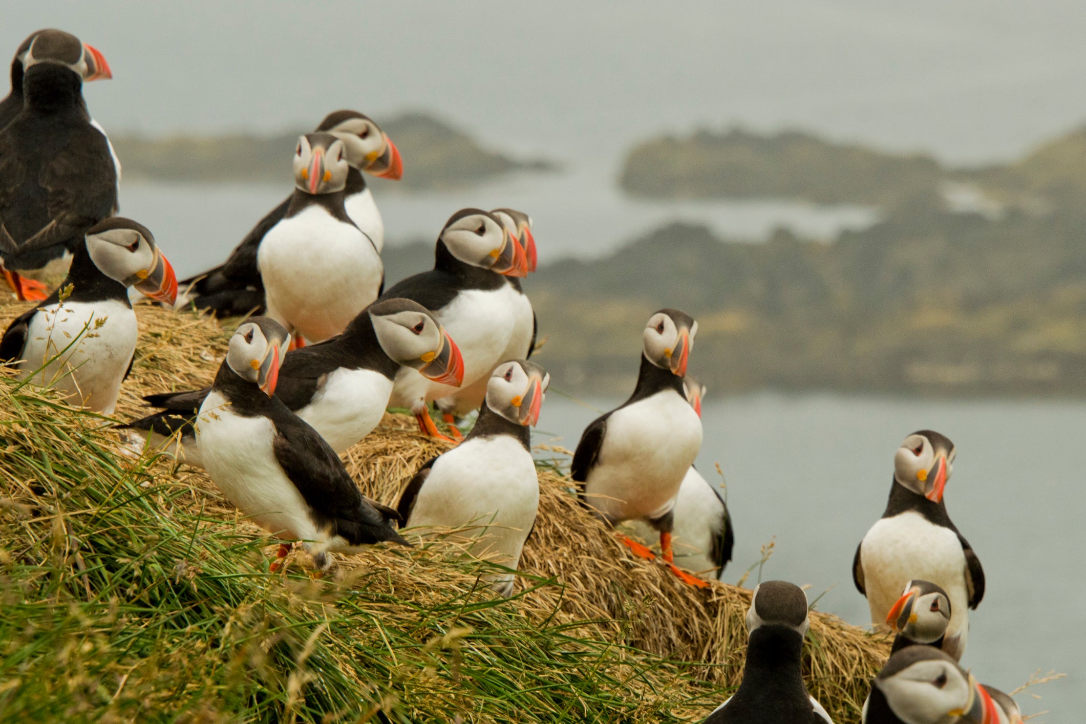 Puffins 'never fail to get the heart racing' (Getty Images / iStockPhoto)