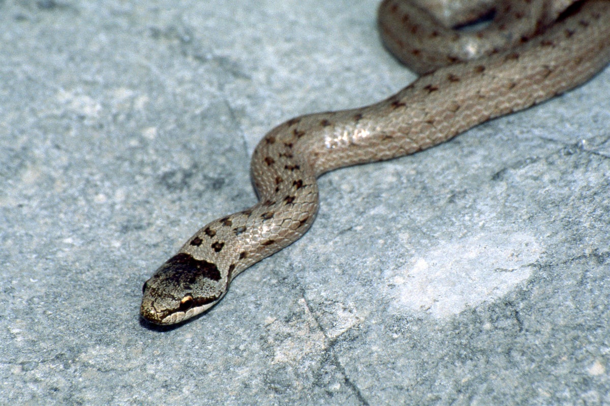 Britain may have a new venomous snake. A zoologist explains