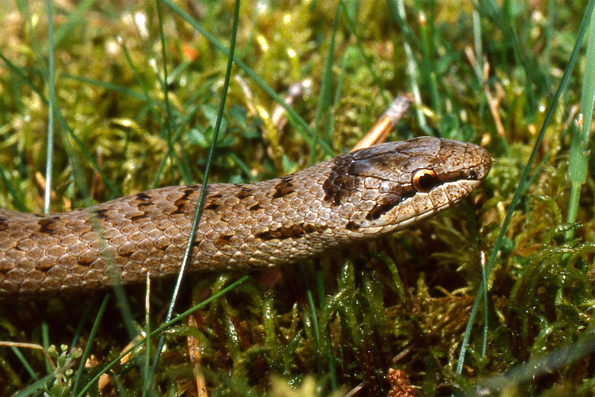 Venomousness in snakes isn’t a switch that’s simply on or off