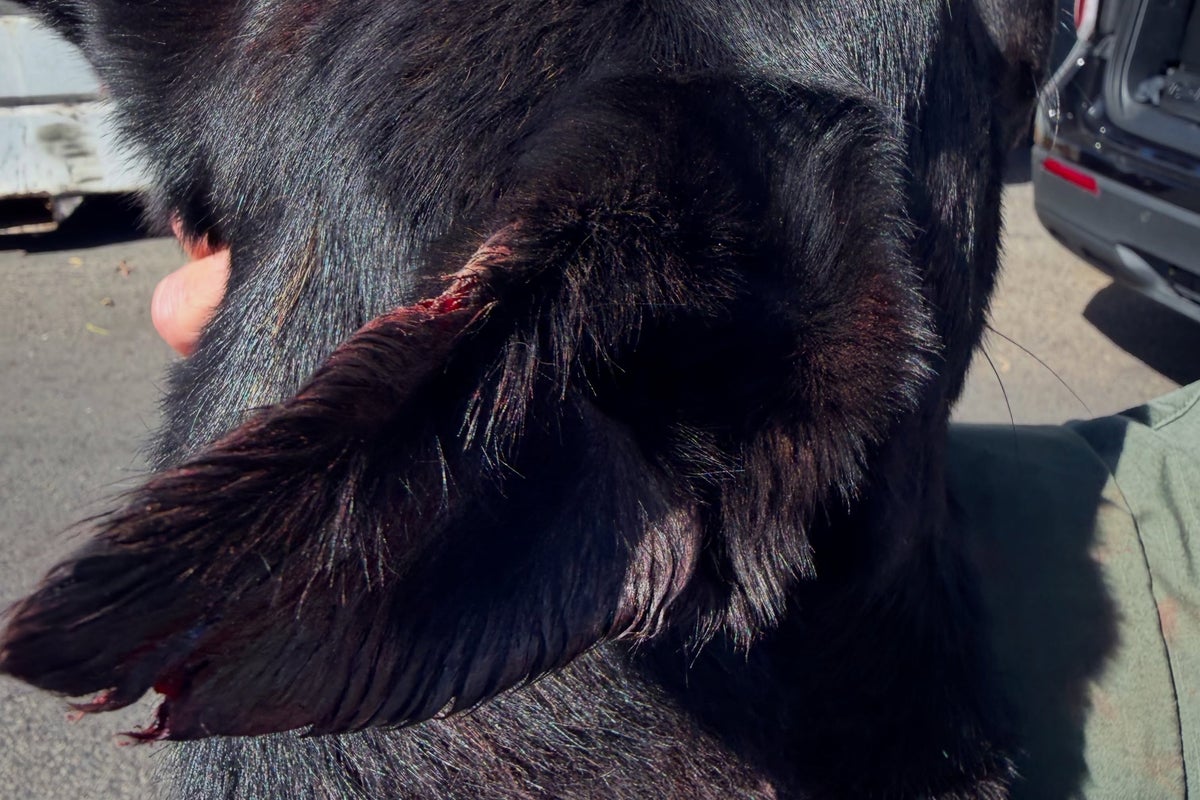 Armed suspect bites off piece of police dog’s ear during arrest in California