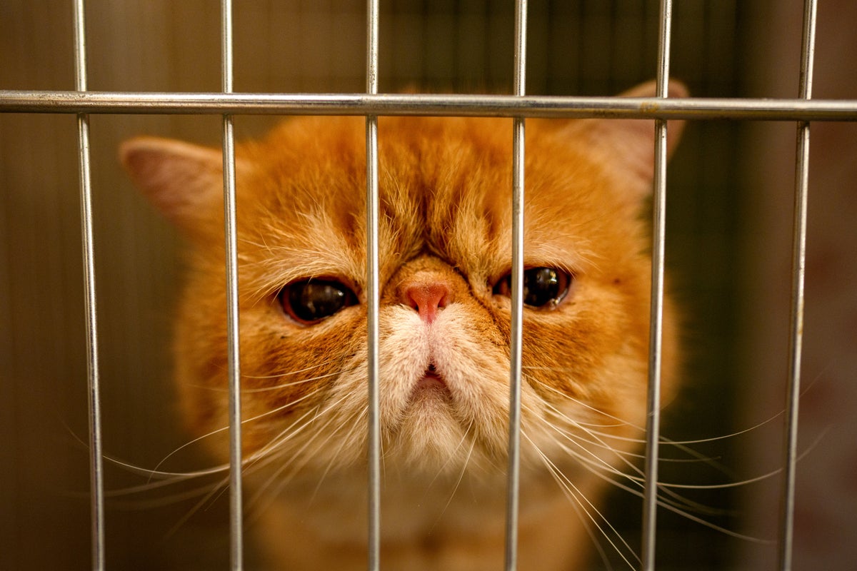 Bucharest's SofistiCAT returns this fall with top cat judging, in photos