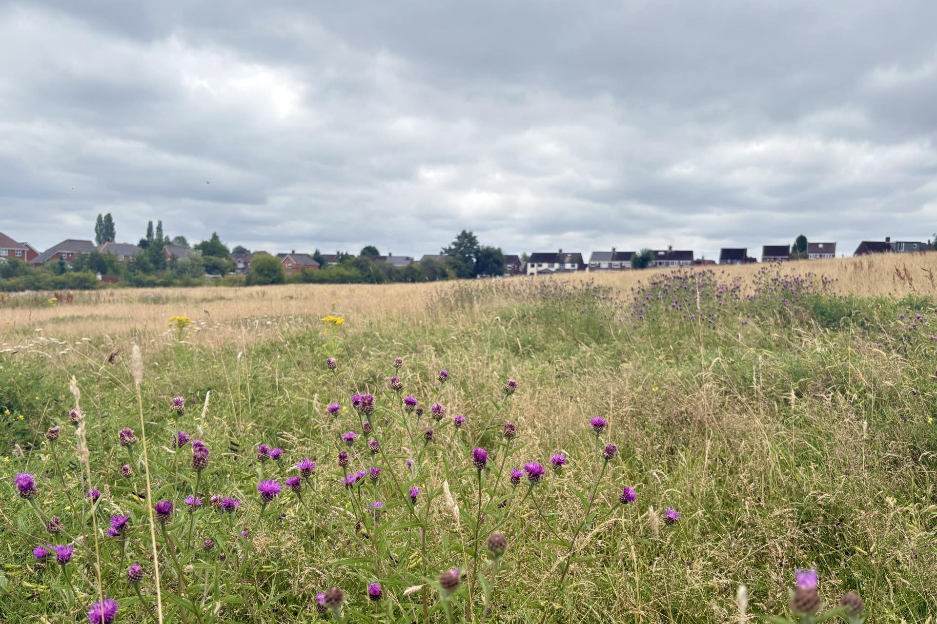 Call for nature ‘right next to where people live’ amid urban green ...