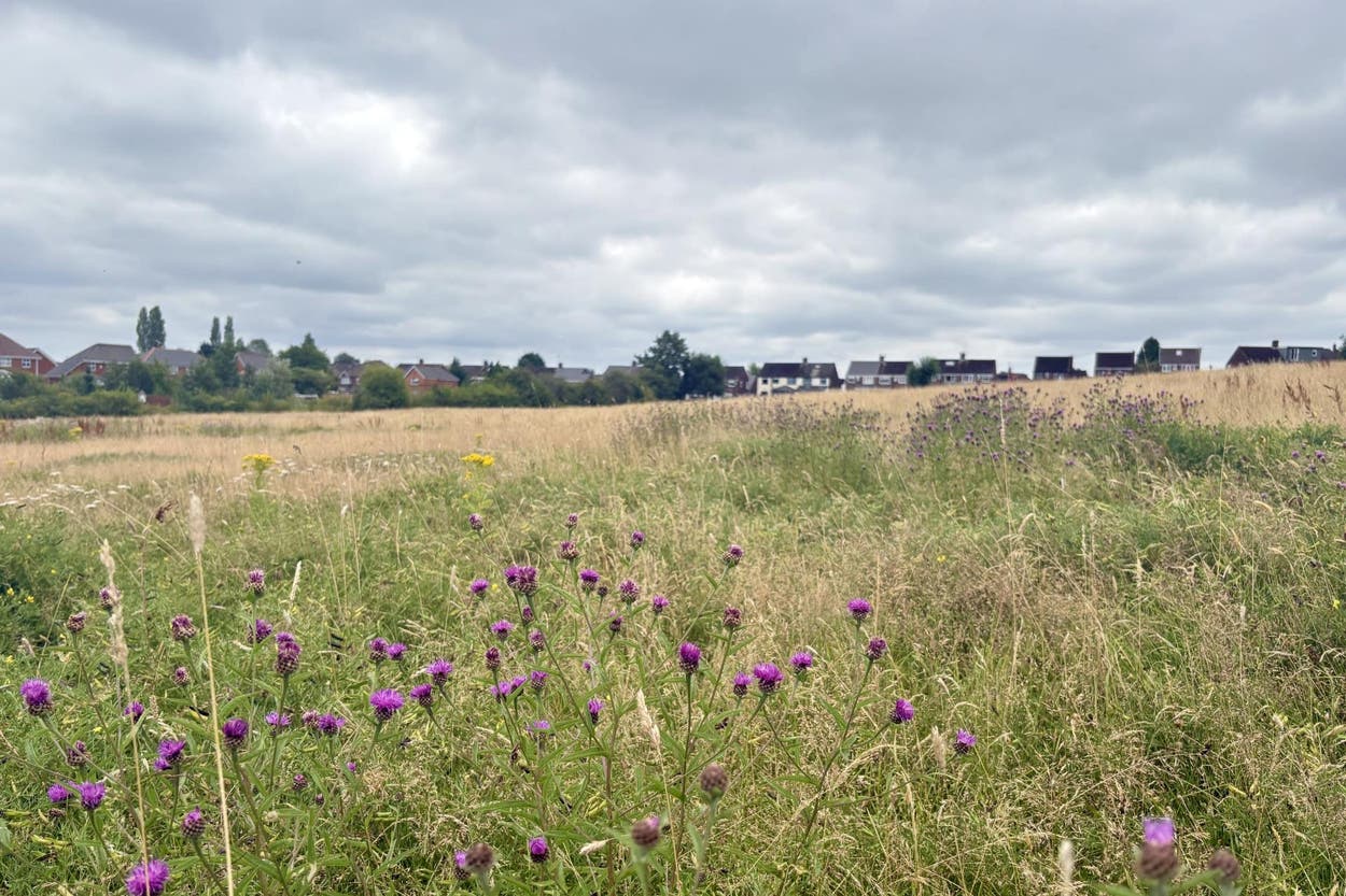 Call for nature ‘right next to where people live’ amid urban green ...