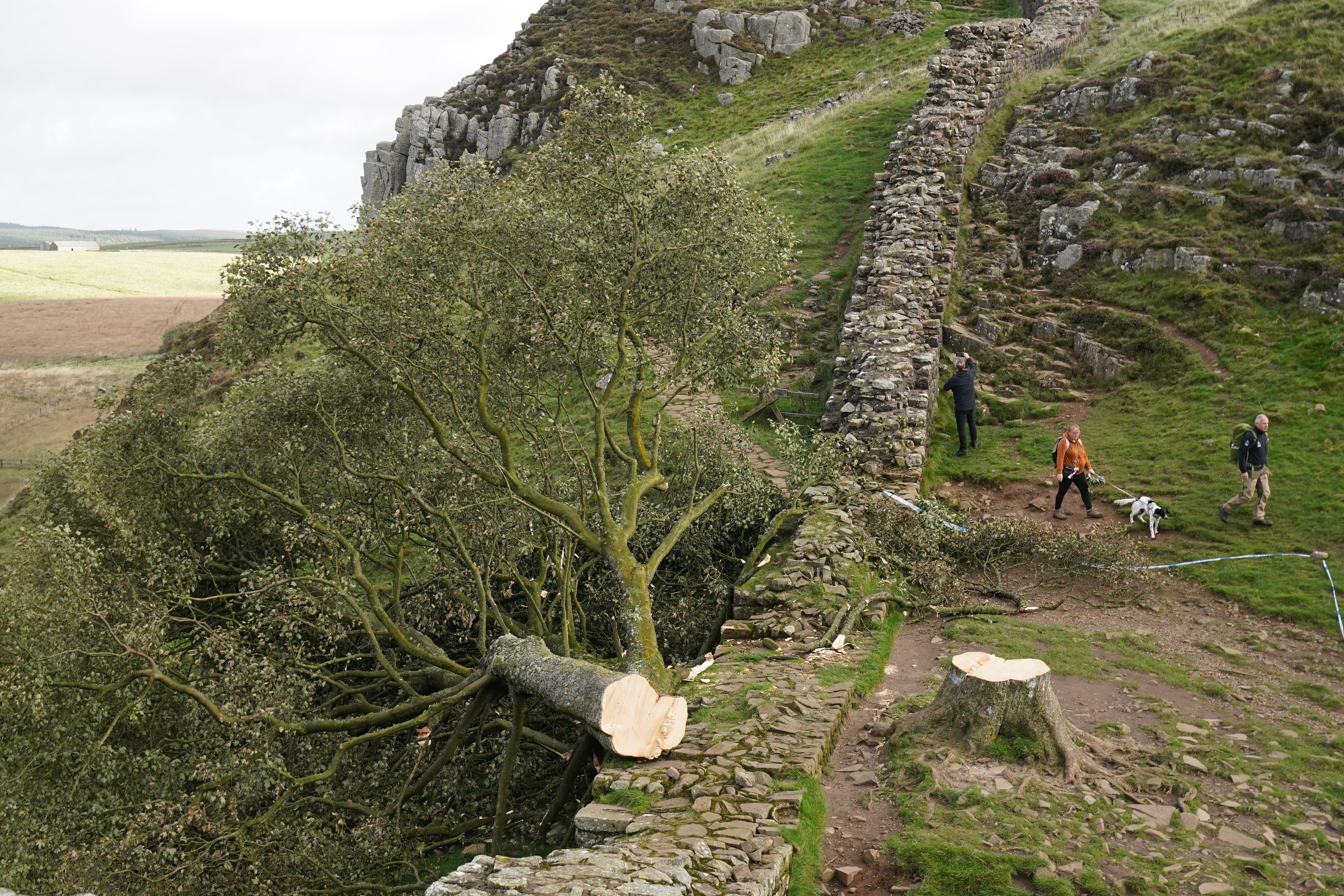 The felled Sycamore Gap tree in September 2023 (PA)