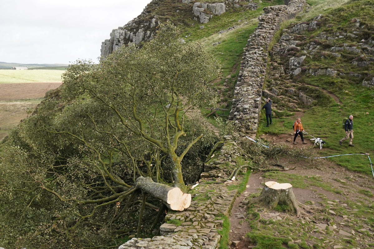 The Sycamore gap tree was felled three years ago. It’s finally growing new shoots