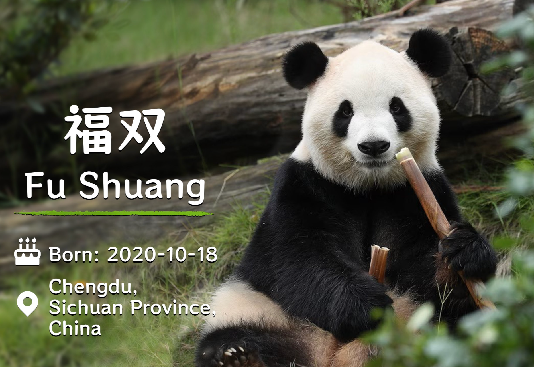 Fu Shuang (pictured) is said to be 'crazy about honey'
