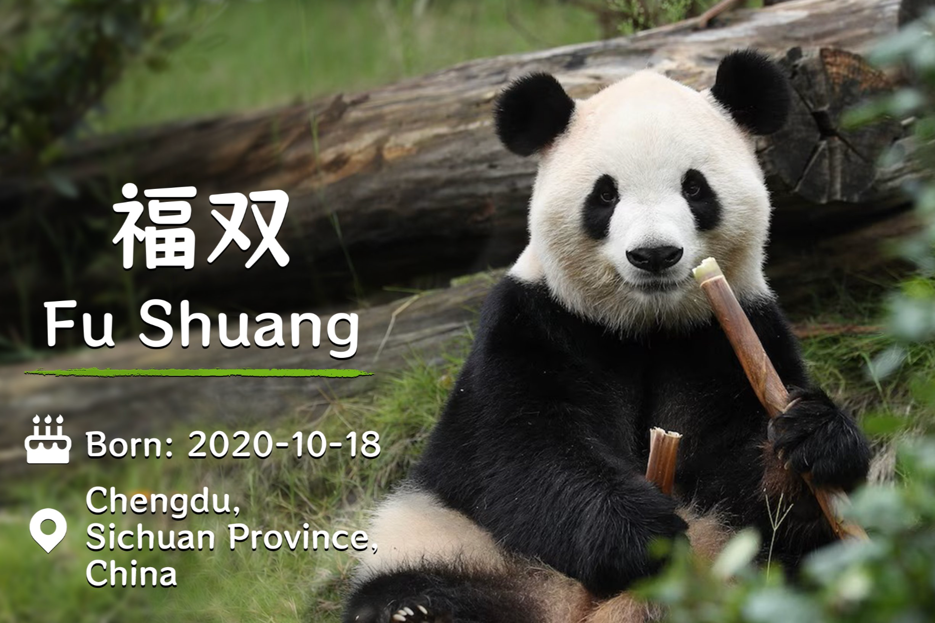 Fu Shuang (pictured) is said to be 'crazy about honey' (X/@SpoxCHN_MaoNing)