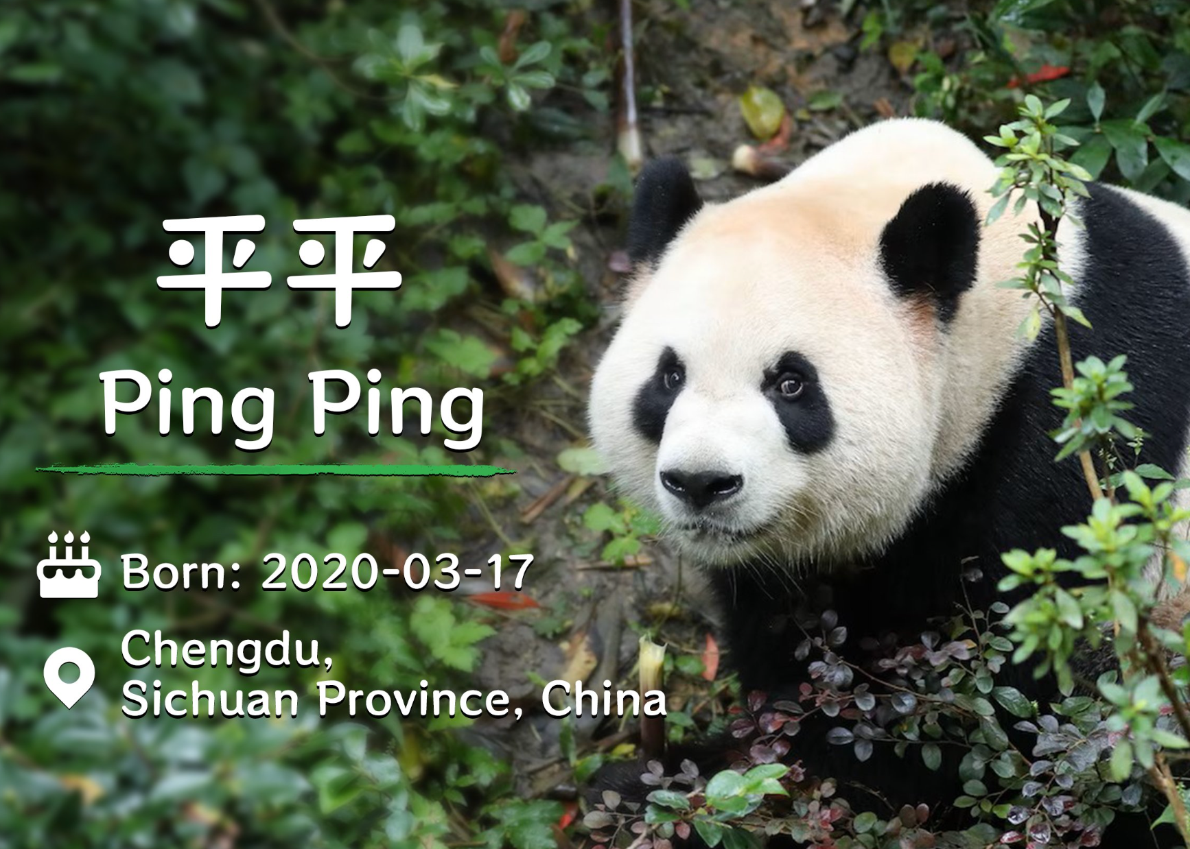 Ping Ping is the older of the two pandas sent to Atlanta