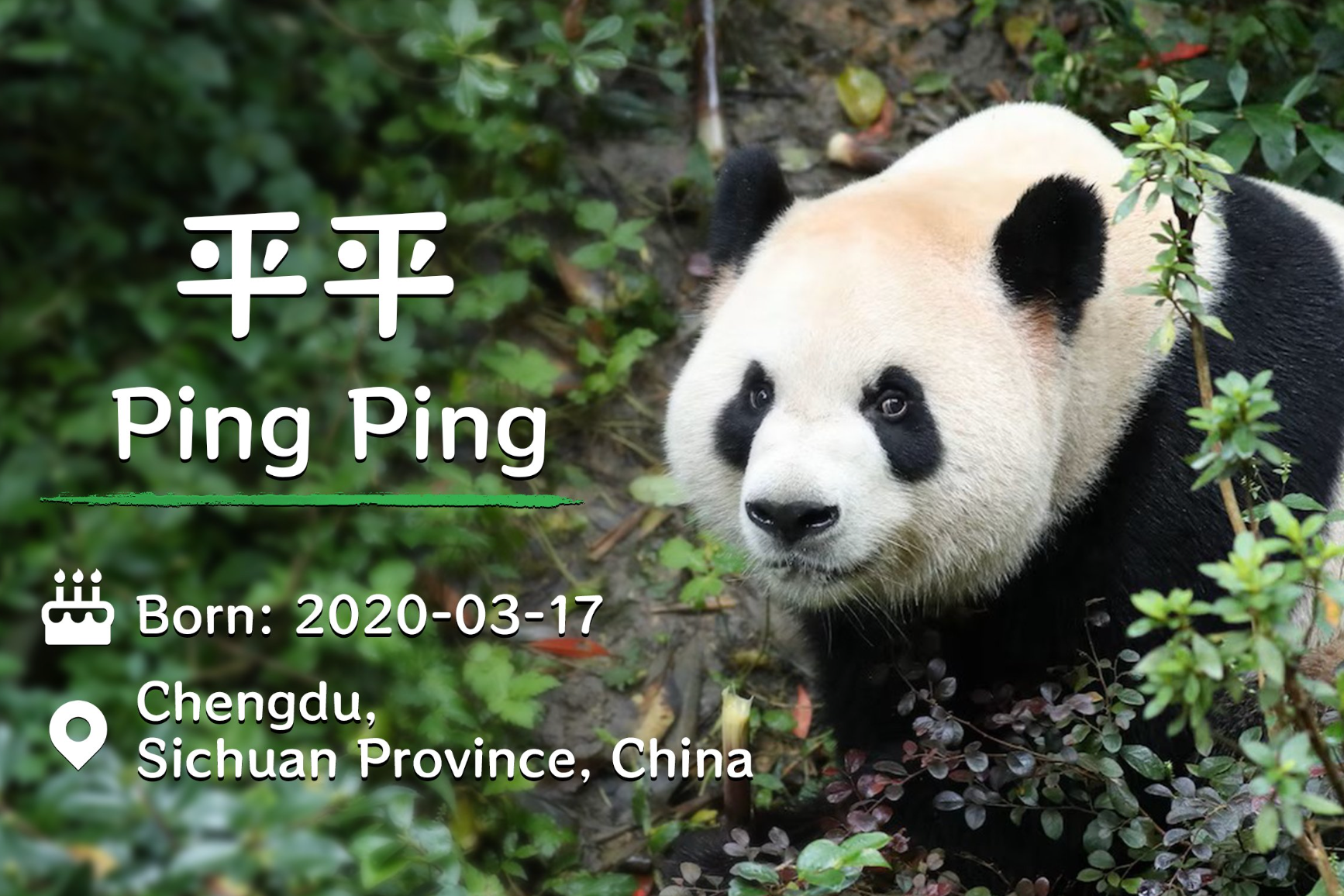 Ping Ping is the older of the two pandas sent to Atlanta (X/@SpoxCHN_MaoNing)