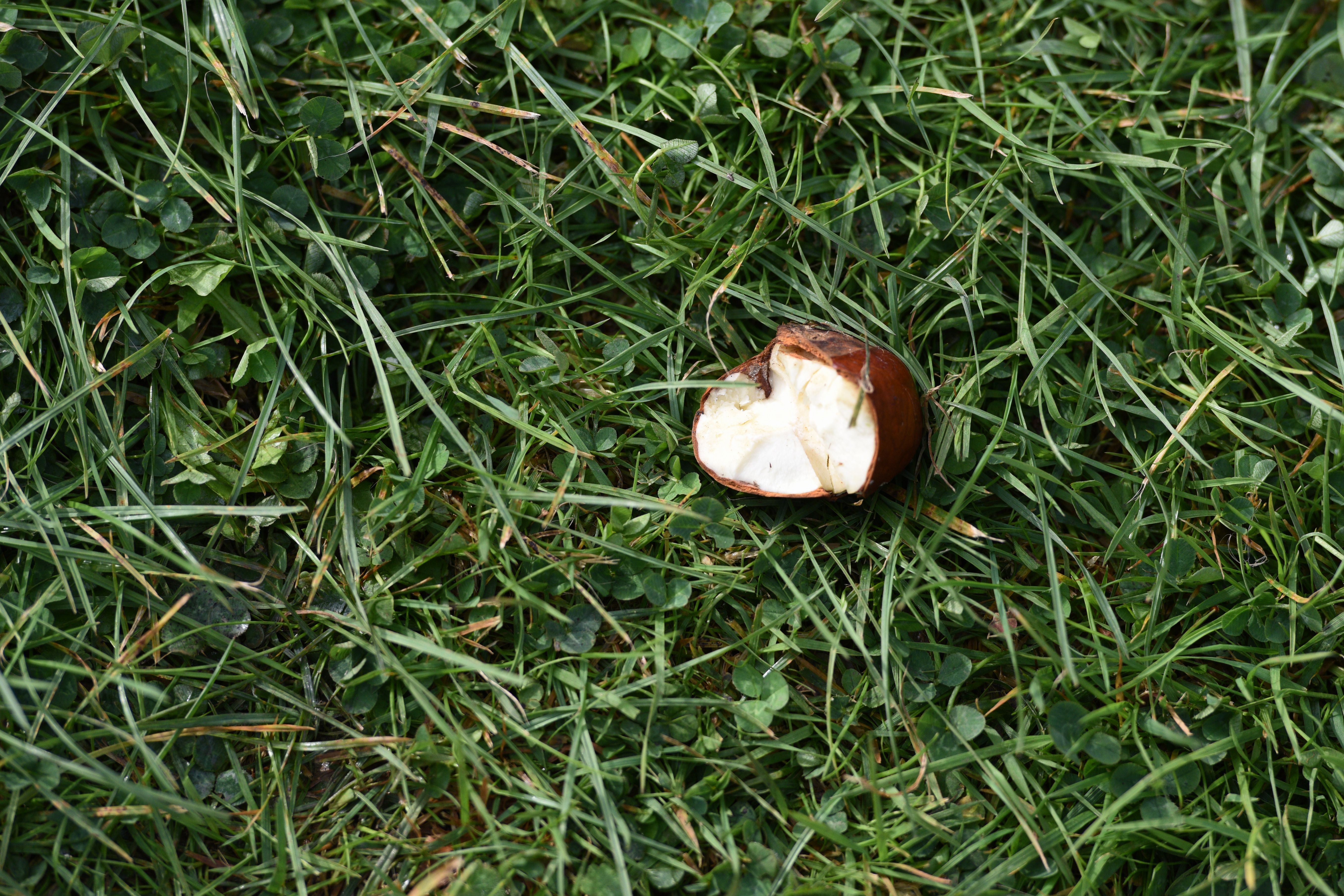 Unpredictable weather patterns have seen conkers mature and fall earlier than expected (AFP/Getty)