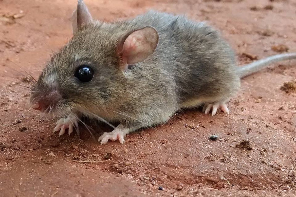 Warning climate change could increase risks from deadly rodent-borne diseases