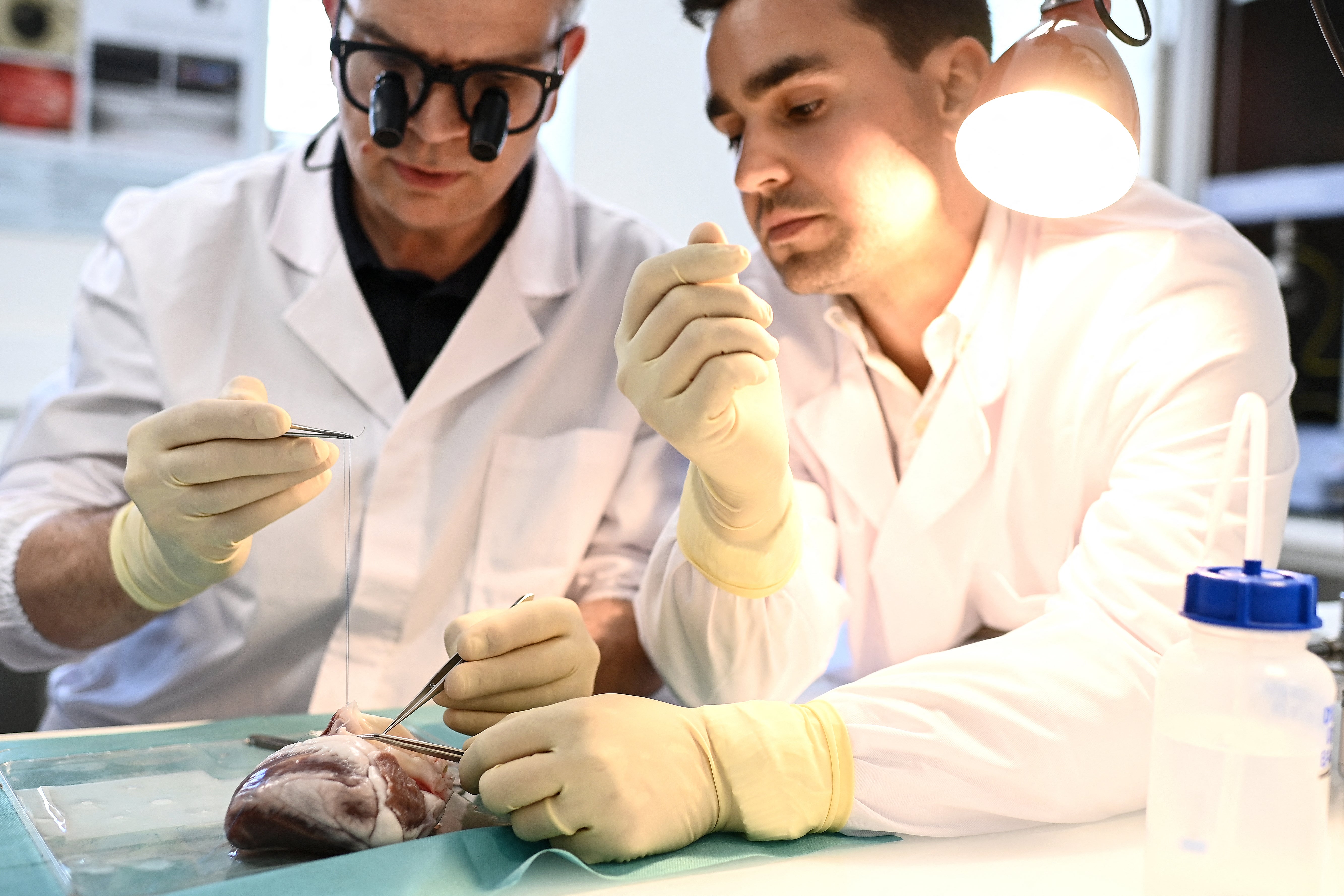 Scientists have found that transplanted hearts adjust to match the age of their recipient