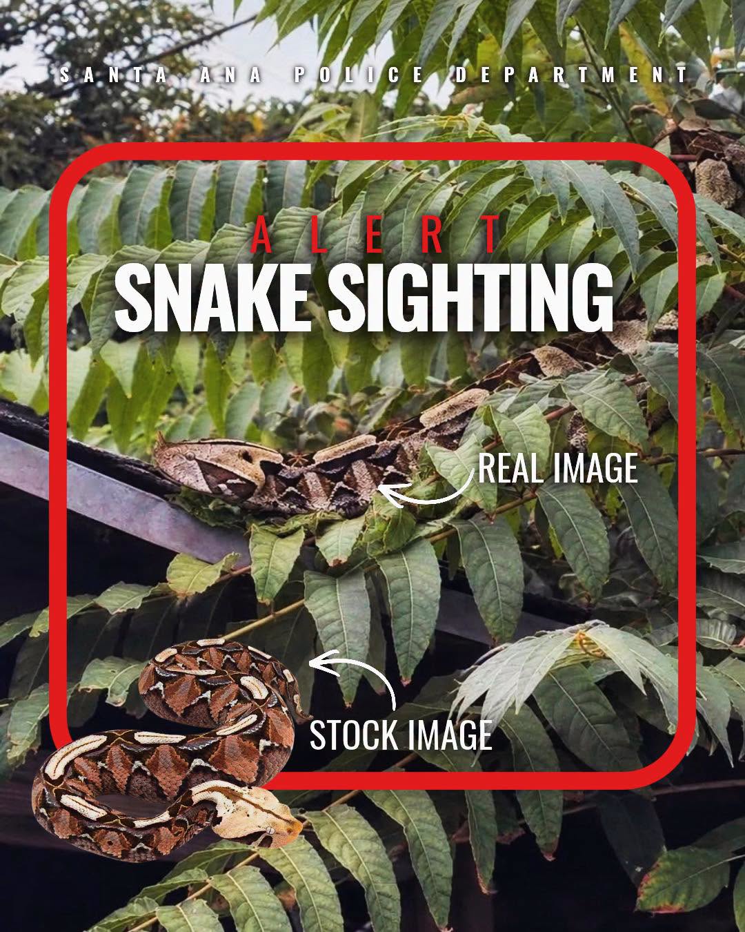 This image showing the snake was released by the Santa Ana Police Department