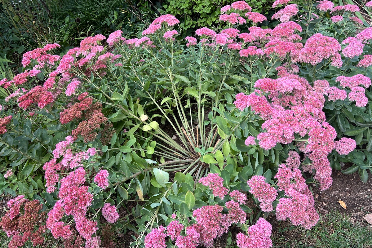 How and when to divide overgrown garden perennials for better blooms