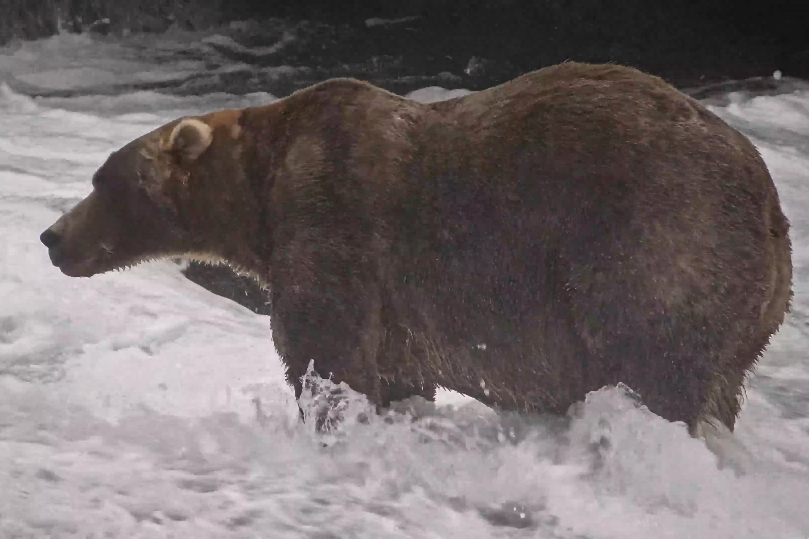 A brown bear known as "Backpack," officially named Bear 89, wading through Brooks River on Sept. 8, 2026