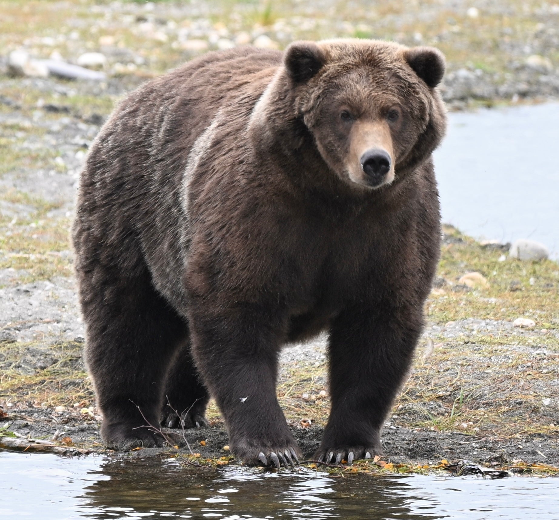 Bear 910 standing along the Brooks River in Katmai National Park and Preserve in Alaska