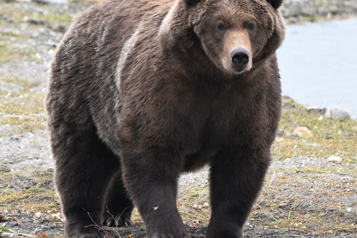 Bear 910 and Backpack emerge as Alaska’s Fat Bear Week finalists