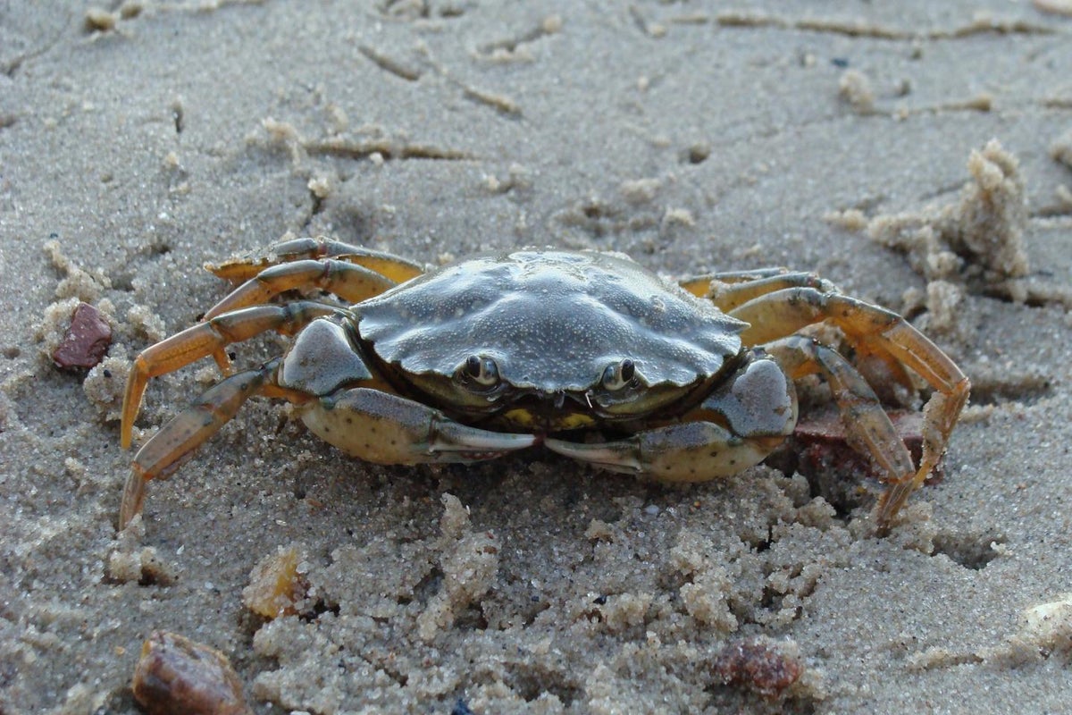 The invasive species that may run rampant as sea levels rise
