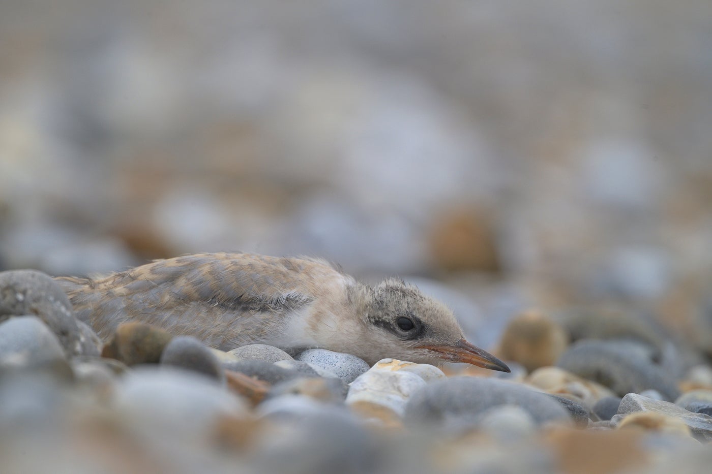 The breeding season marks a recovery for terns at some of their key colonies (National Trust/Monica Doshi/PA)