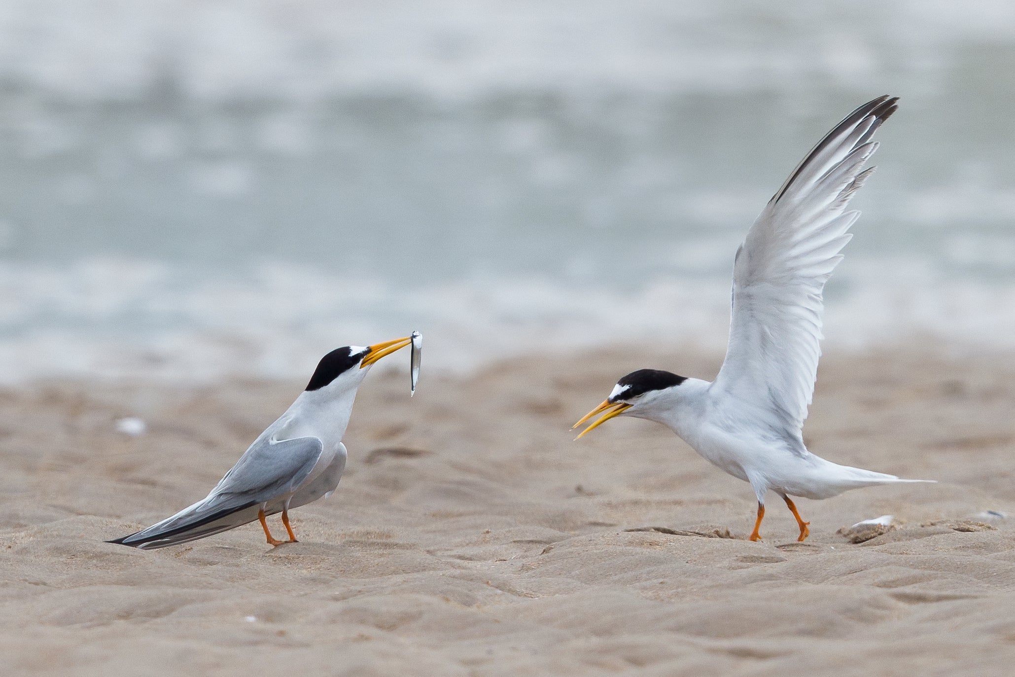 Little Terns had a record breeding season at Long Nanny in Northumberland this year (Gary Woodburn)