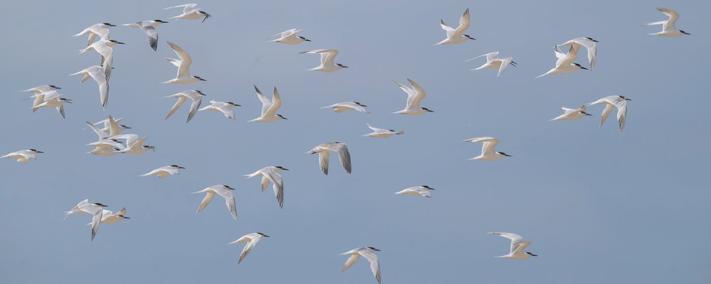 Sandwich terns, seen flight over Blakeney Point, had not bred at the site for the past two seasons (National Trust/Monica Doshi/PA)