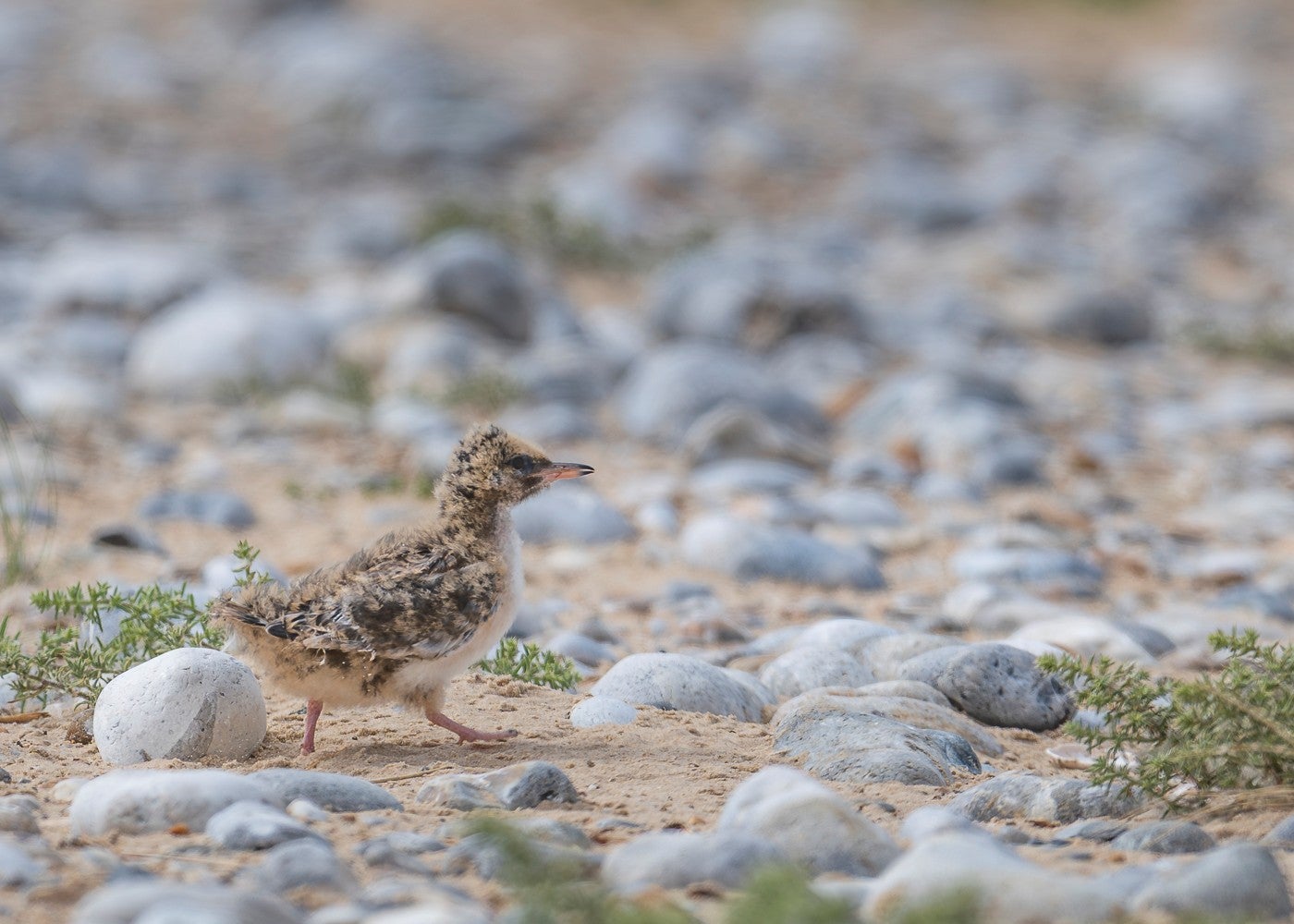 Terns have been helped by conservation measures at Blakeney Point, the National Trust says (National Trust/Monica Doshi/PA)