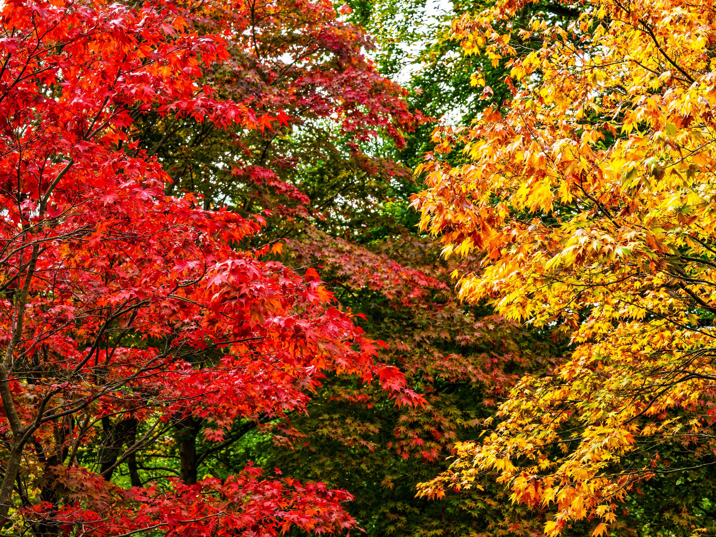 Bodnant Garden