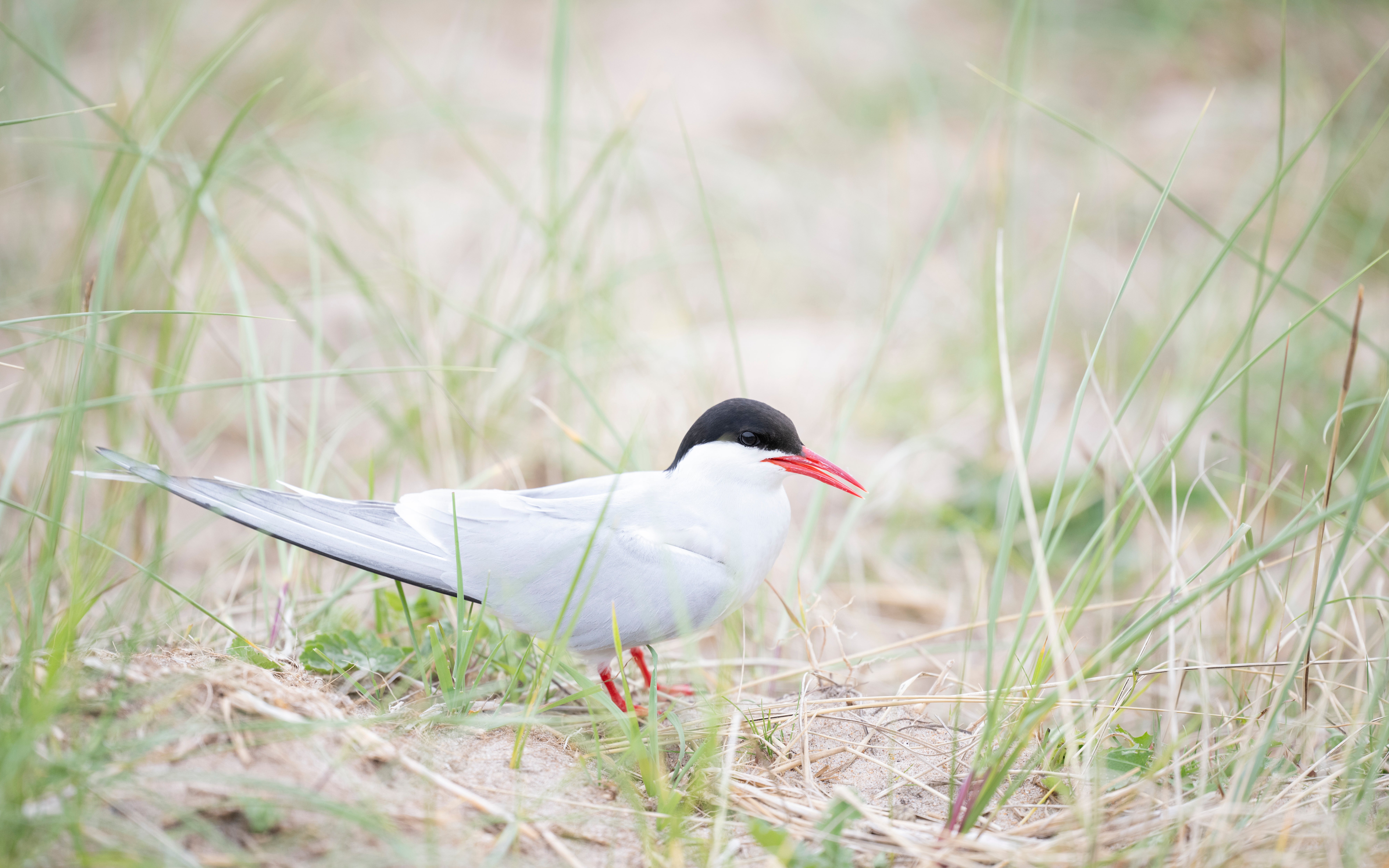 Sandwich and little tern colonies show signs of recovery on the Northumberland and Norfolk coasts