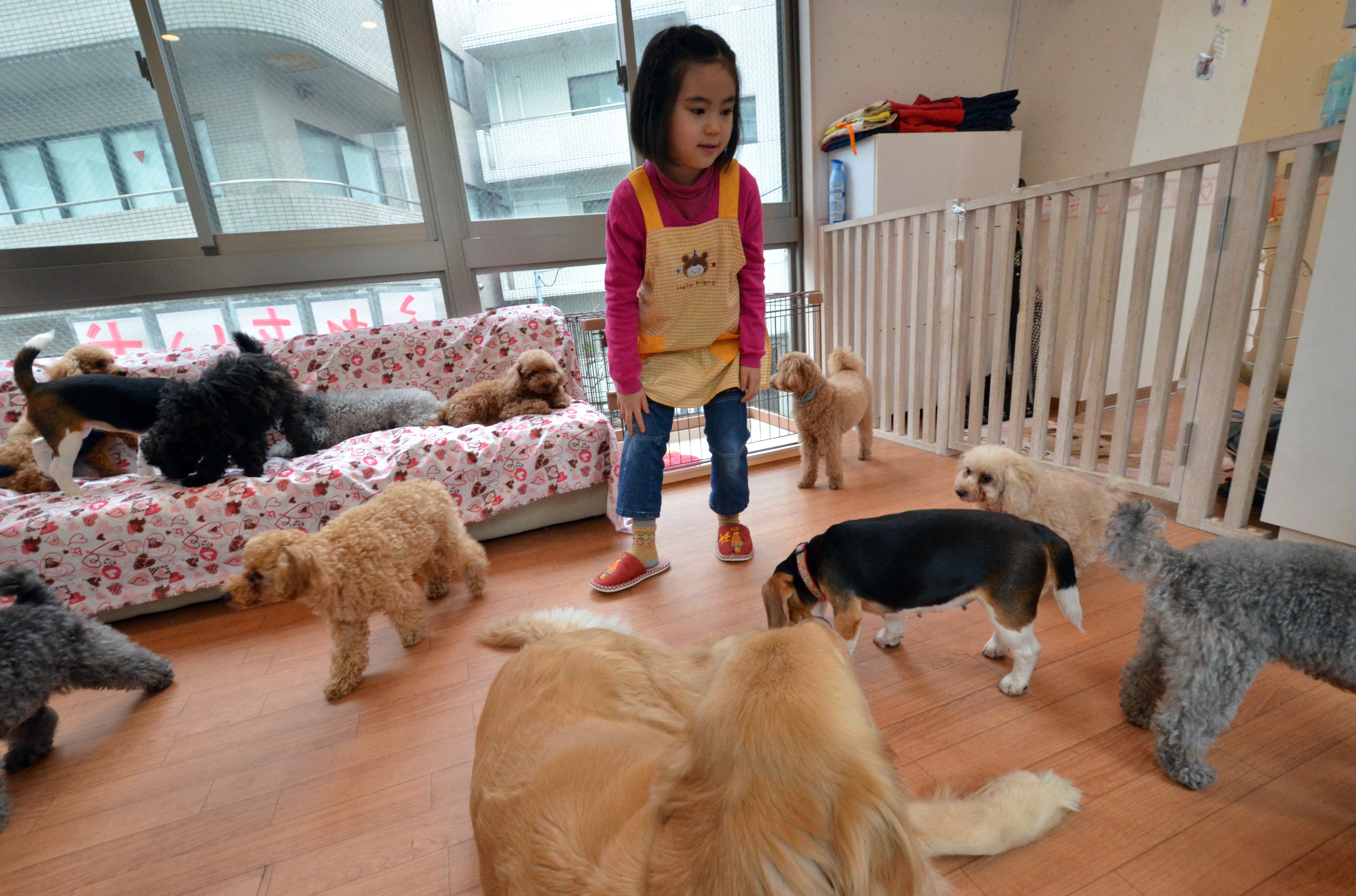 Rino Kakinuma, 7, playing with toy poodles, beagles and a golden retriever at the Dog Heart cafe in Tokyo