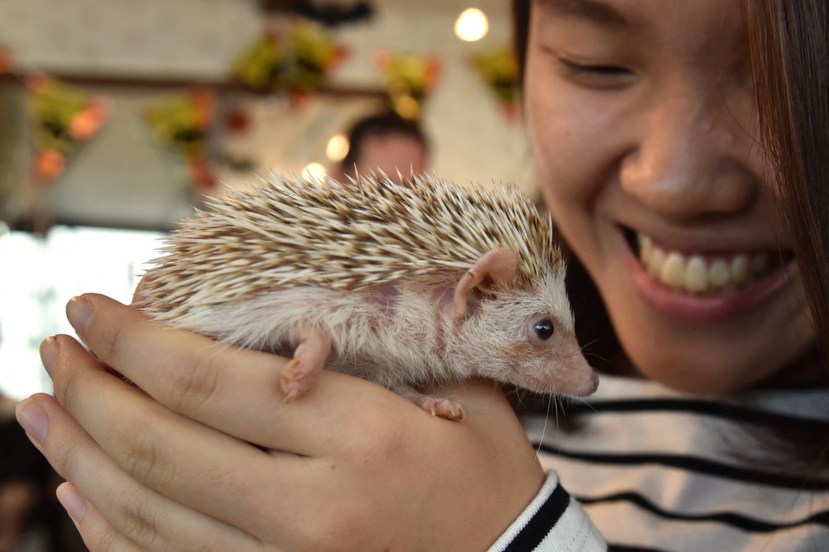 Japan's famed animal cafes are under threat amid welfare fears 