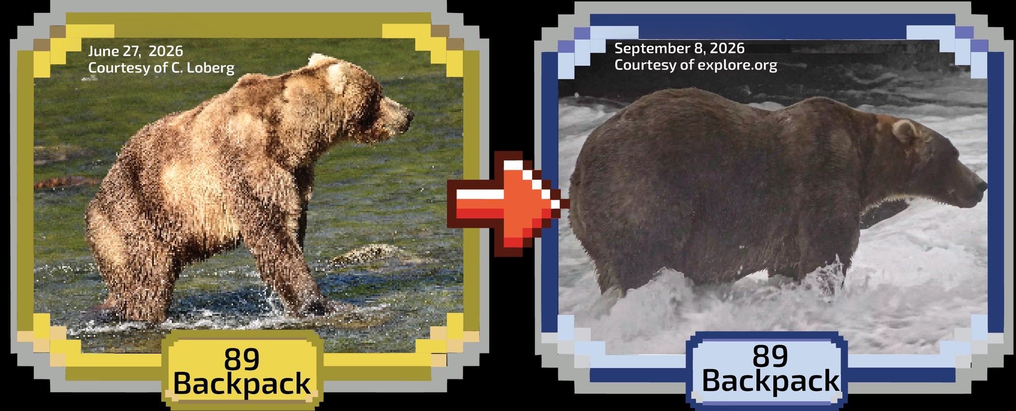The competition, currently in its 12th year, honors the resilience of the 2,200 brown bears living in Alaska’s Katmai National Park and Preserve